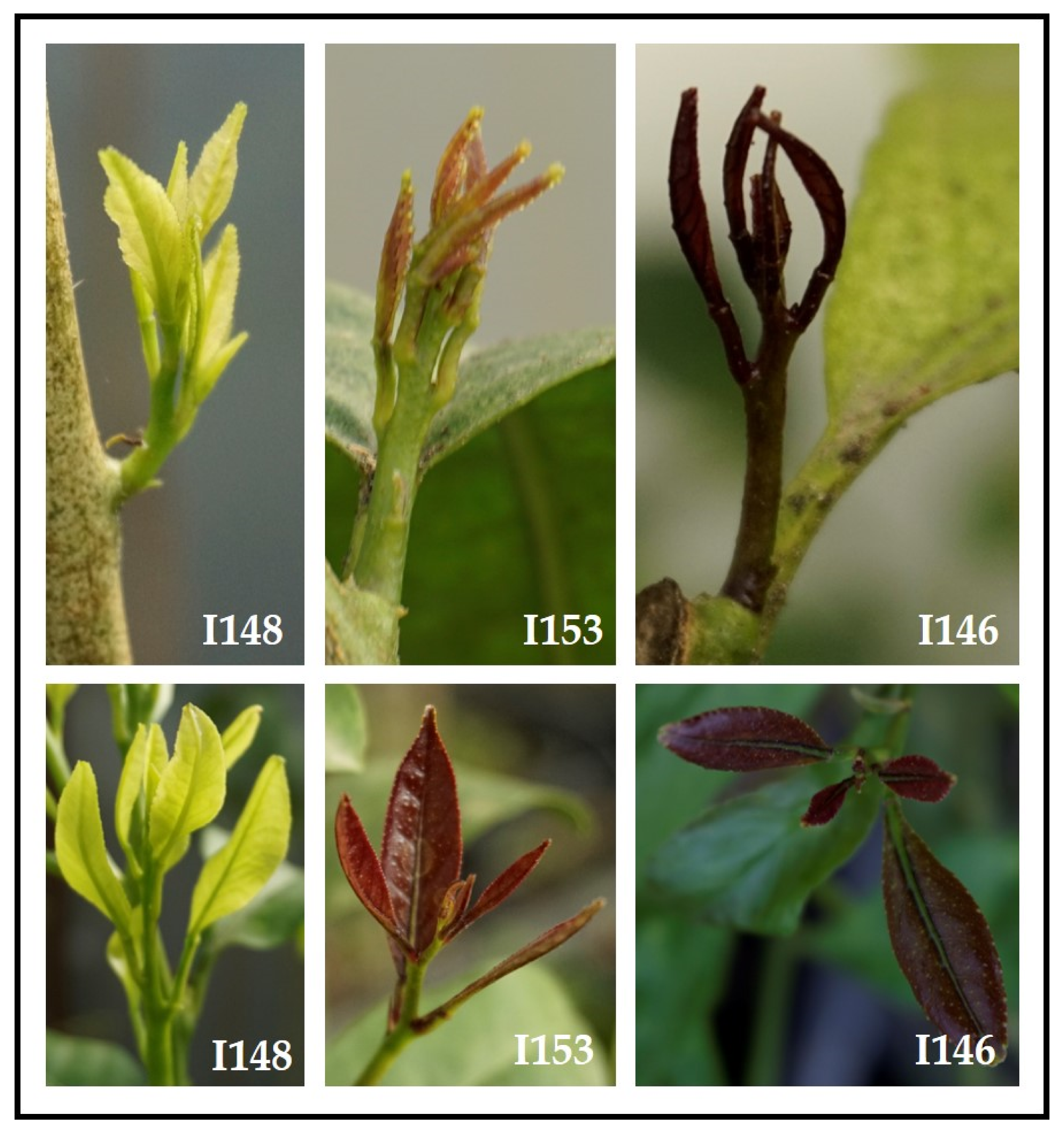 Plants 10 01002 g004 Plants 10 01002 g004