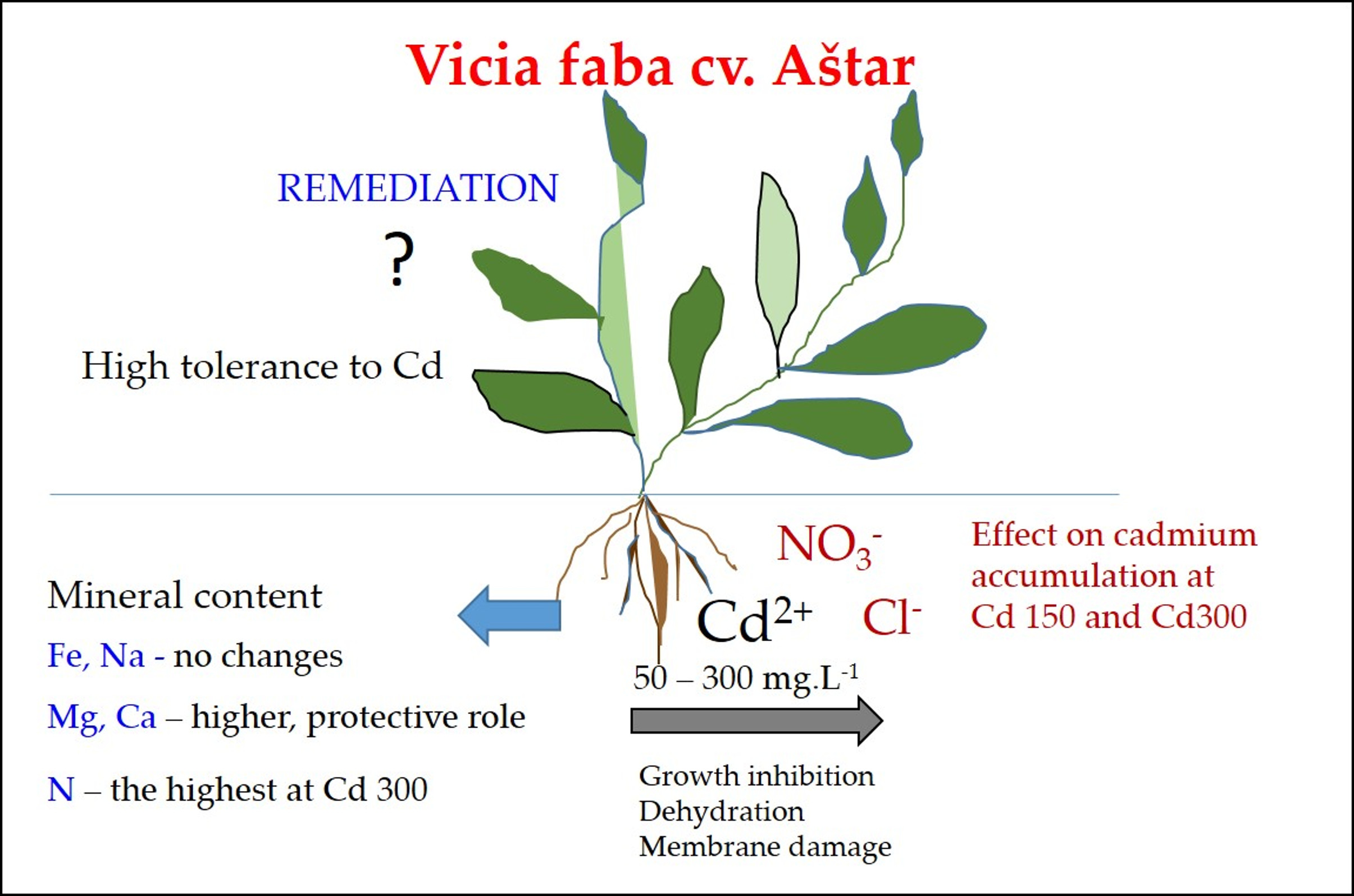 Plants Free FullText Effect of Cadmium Chloride and Cadmium