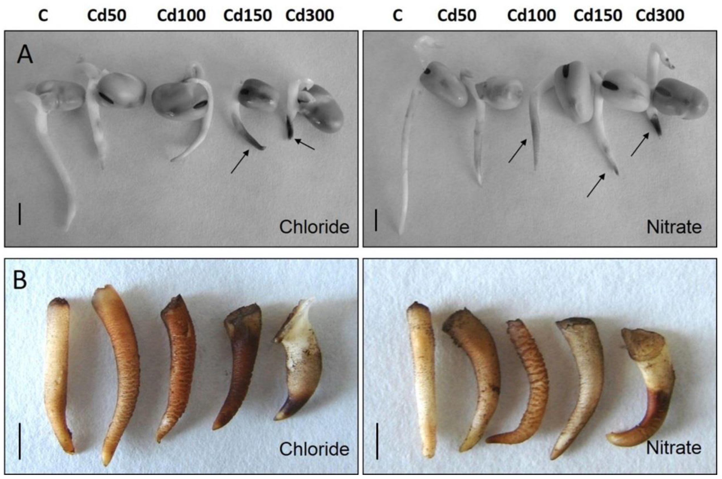 Plants 10 01007 g001 Plants 10 01007 g001