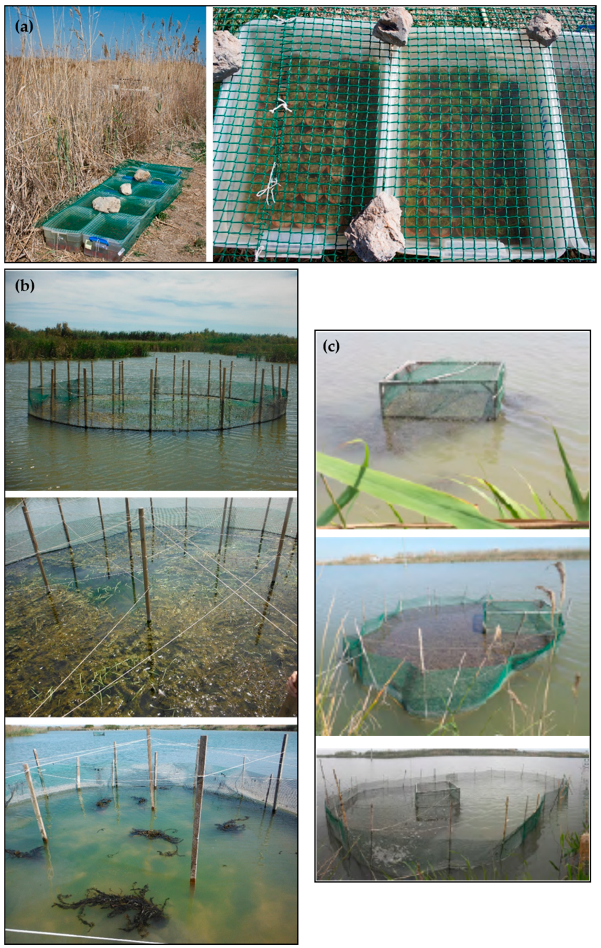 Plants 10 01035 g003