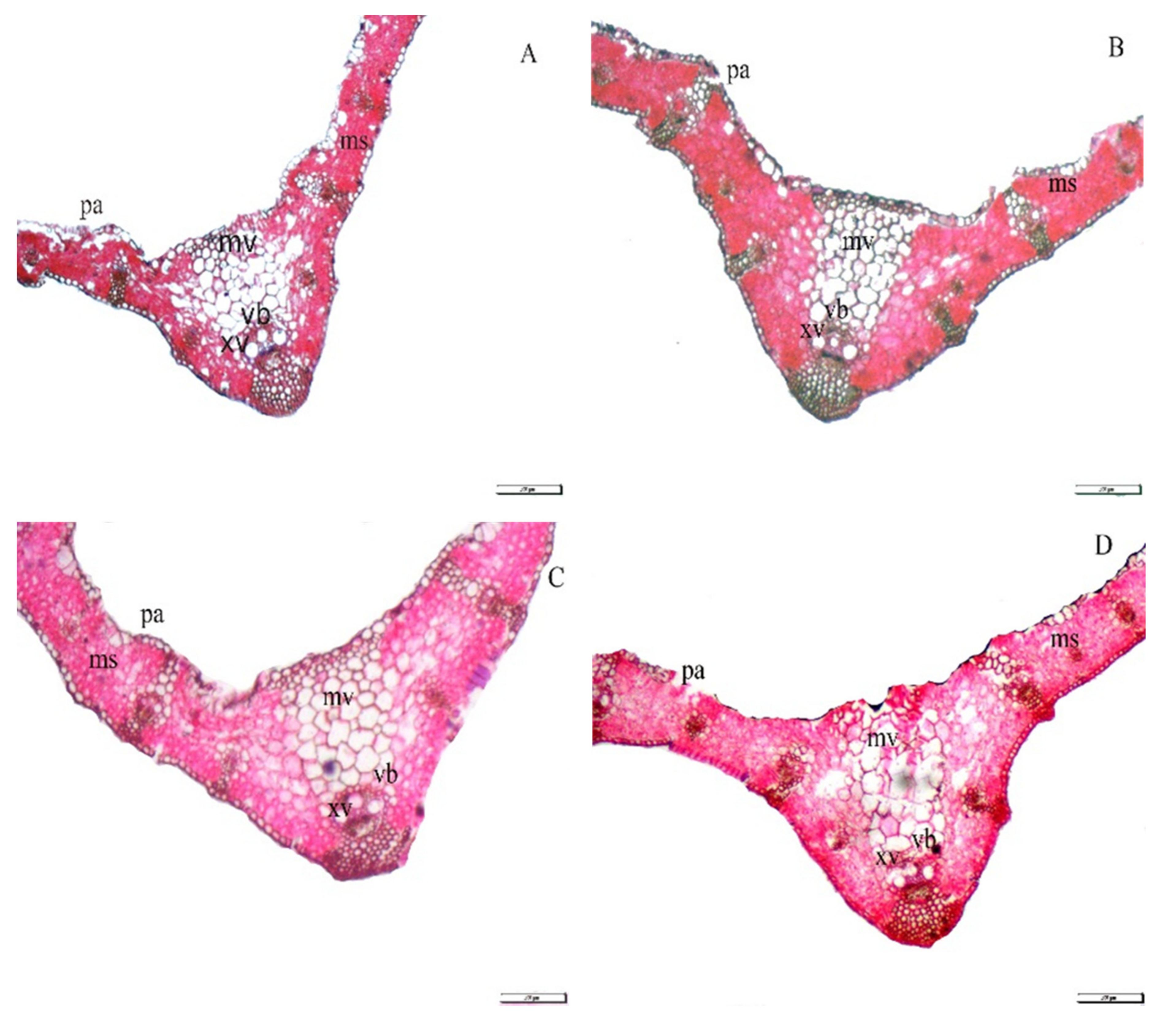 Plants 10 01040 g003