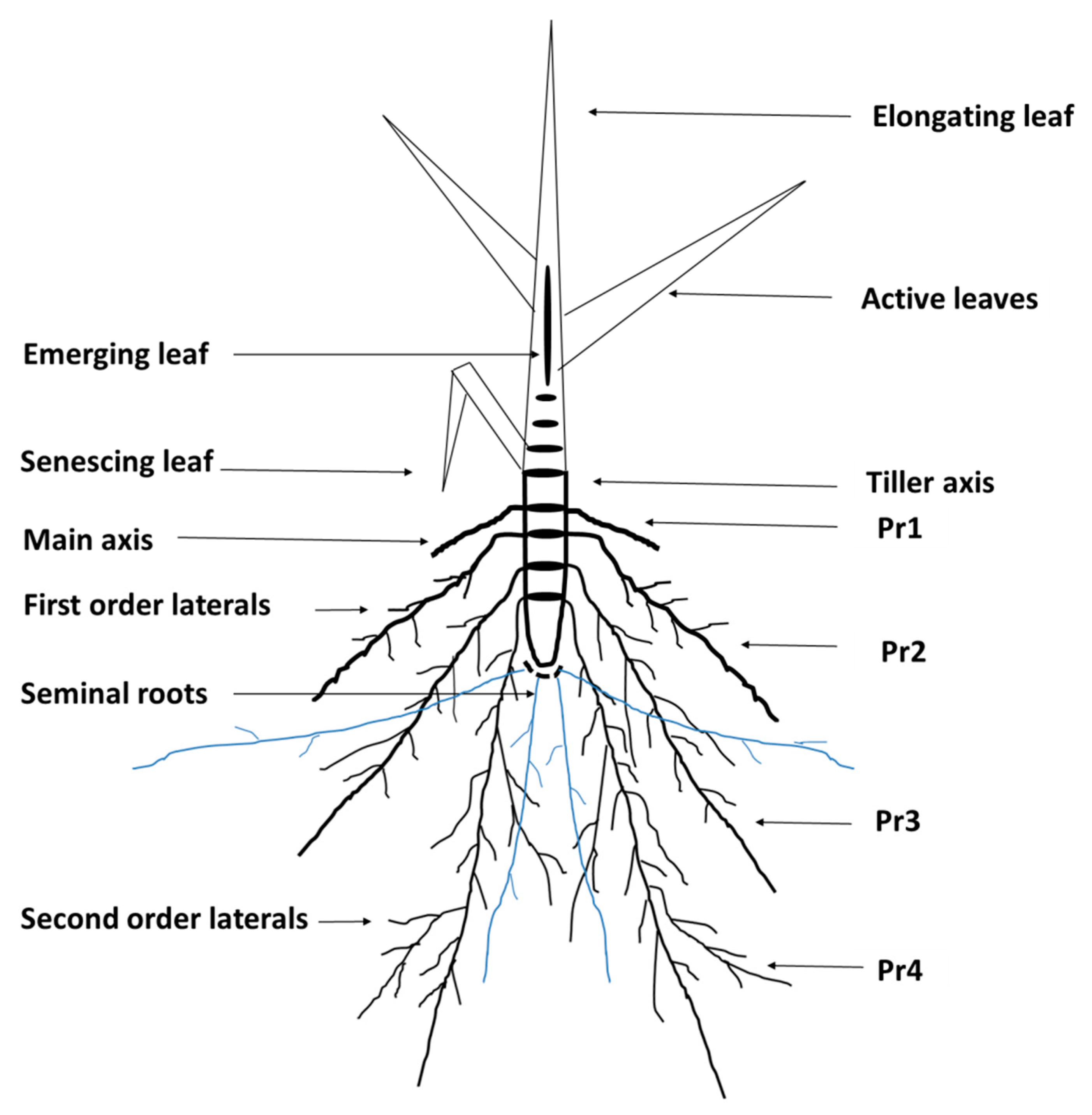 Plants | Free Full-Text | PEG-Induced Osmotic Stress Alters Root Morphology and Root Hair Traits in Wheat Genotypes Plants | Free Full-Text | PEG-Induced Osmotic Stress Alters Root Morphology and Root Hair Traits in Wheat Genotypes