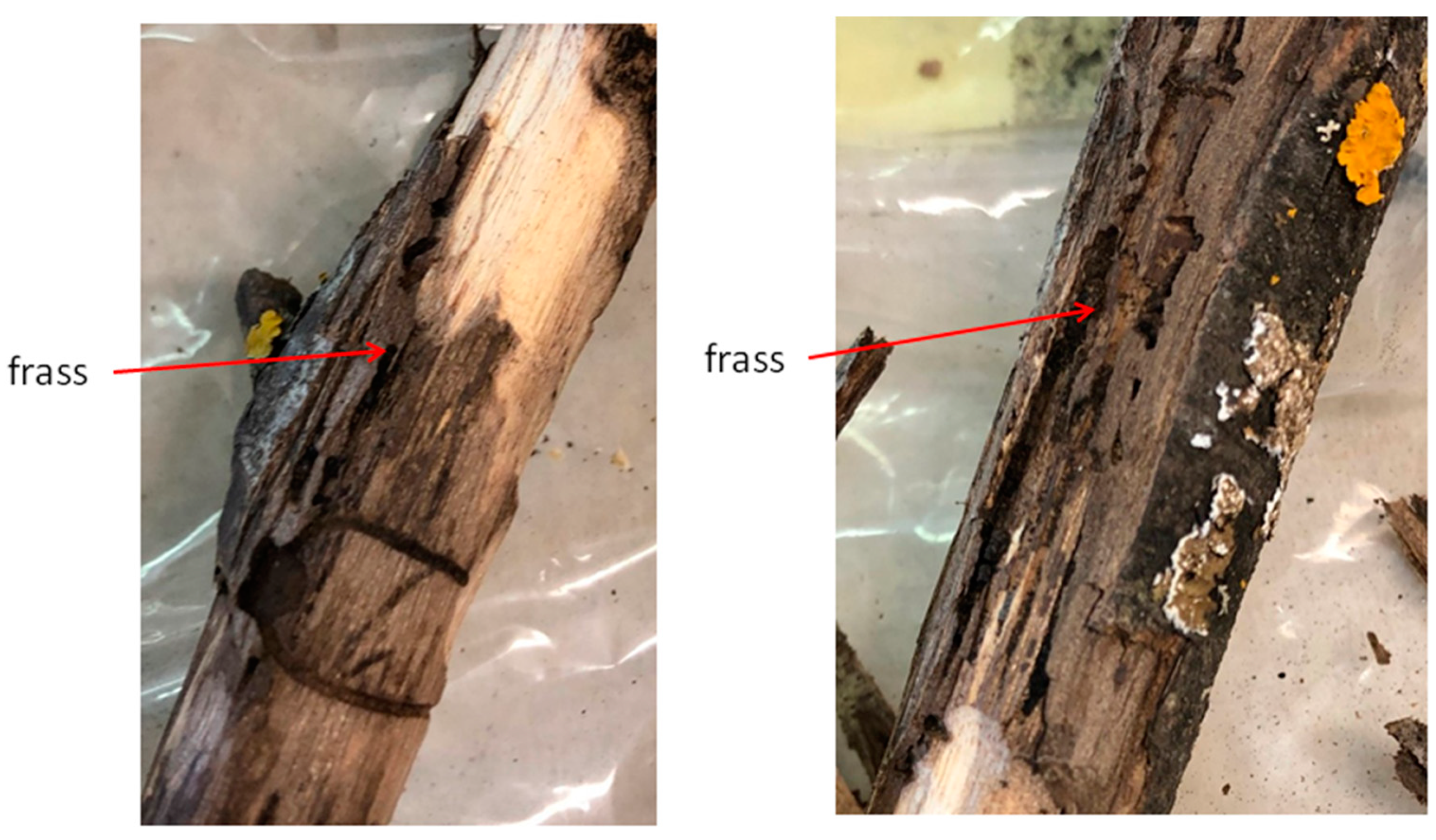 Plants 10 01048 g006 Plants 10 01048 g006