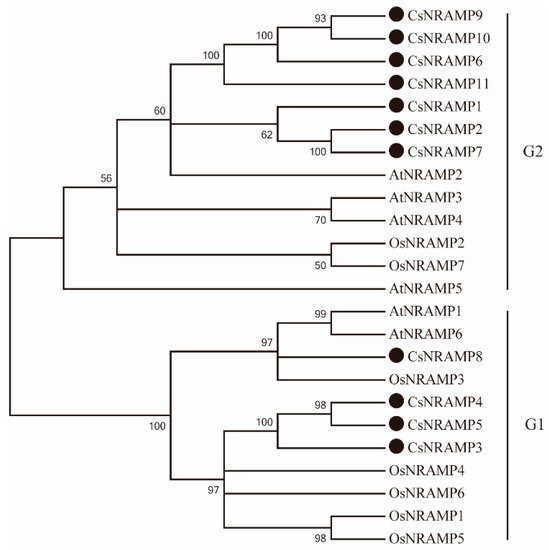 Genome-Wide Identification and Expression Analysis of the NRAMP Family ...