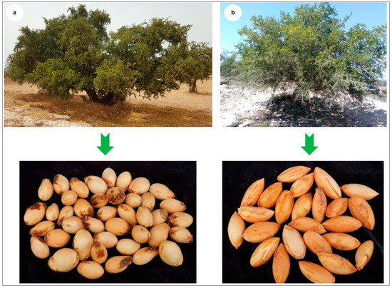 In Vitro Root Induction from Argan (Argania spinosa (L.) Skeels ...