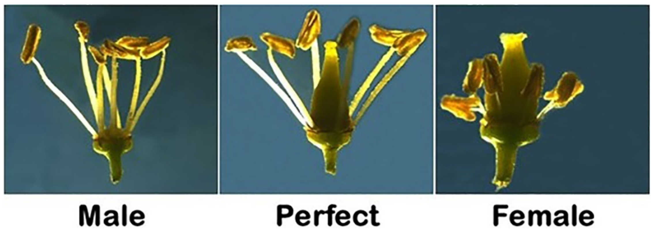 Plants 10 01067 g001 Plants 10 01067 g001