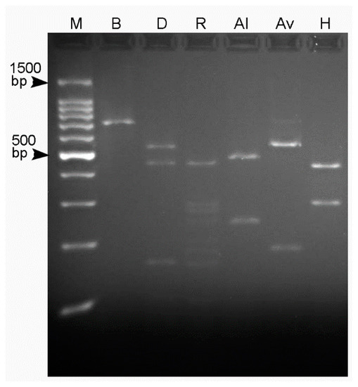 Plants Free Full Text Pratylenchus Vovlasi Sp Nov Nematoda Pratylenchidae On Raspberries In North Italy With A Morphometrical And Molecular Characterization Html