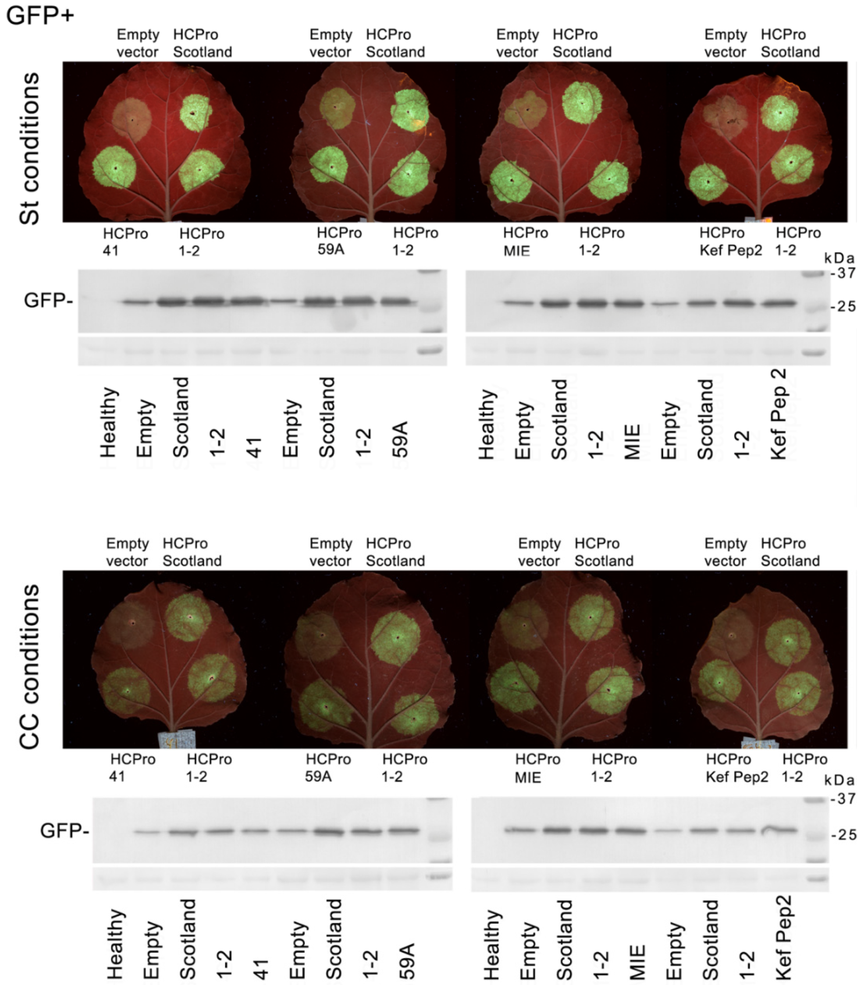 Plants 10 01086 g006 Plants 10 01086 g006