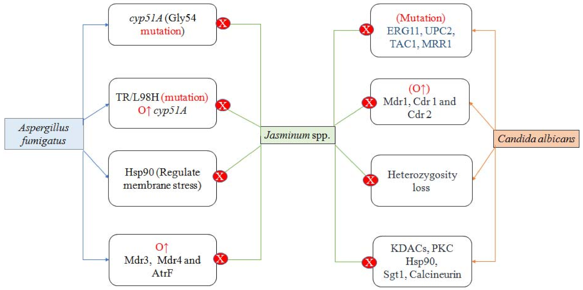 Plants 10 01089 g003