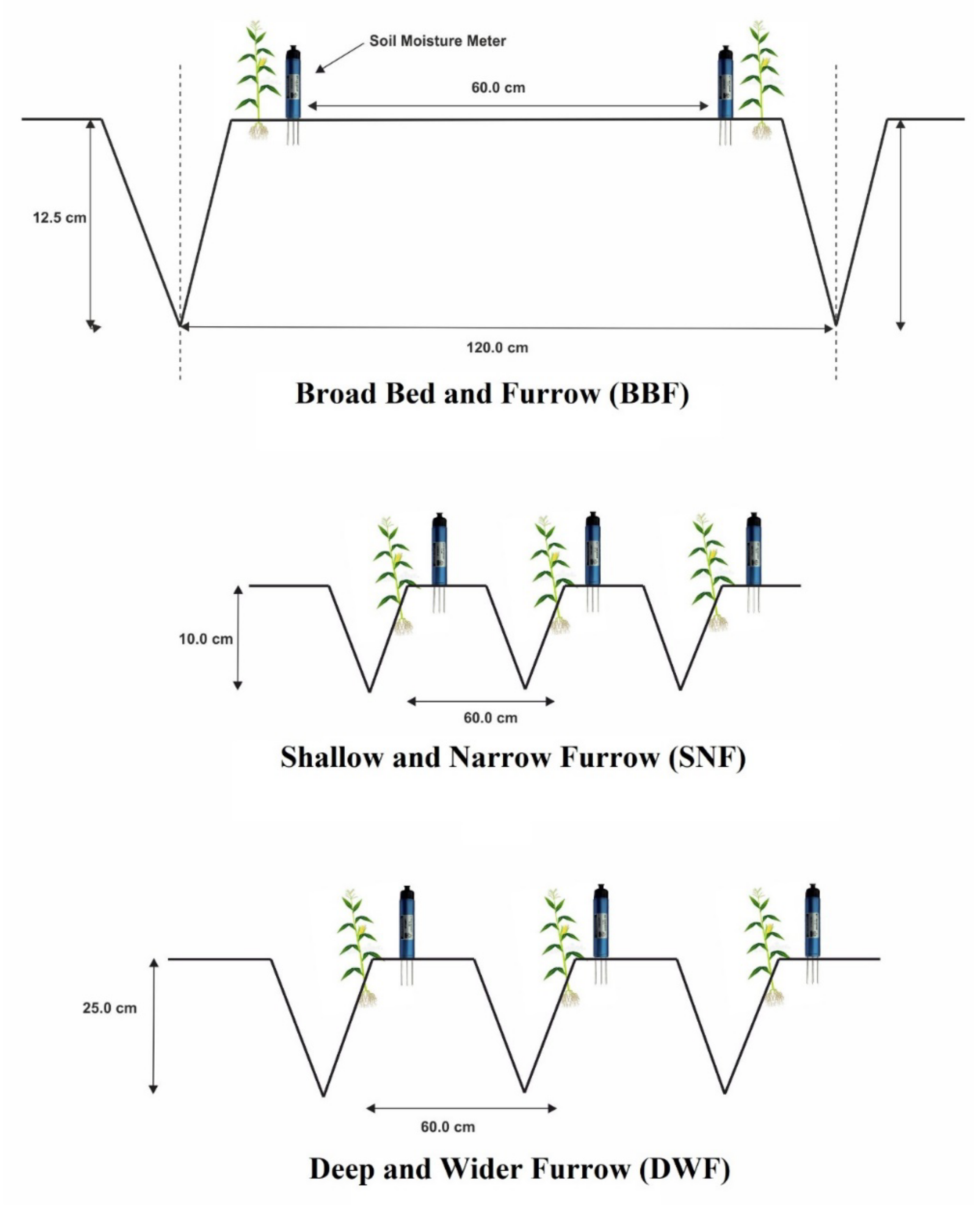 Plants 10 01094 g003