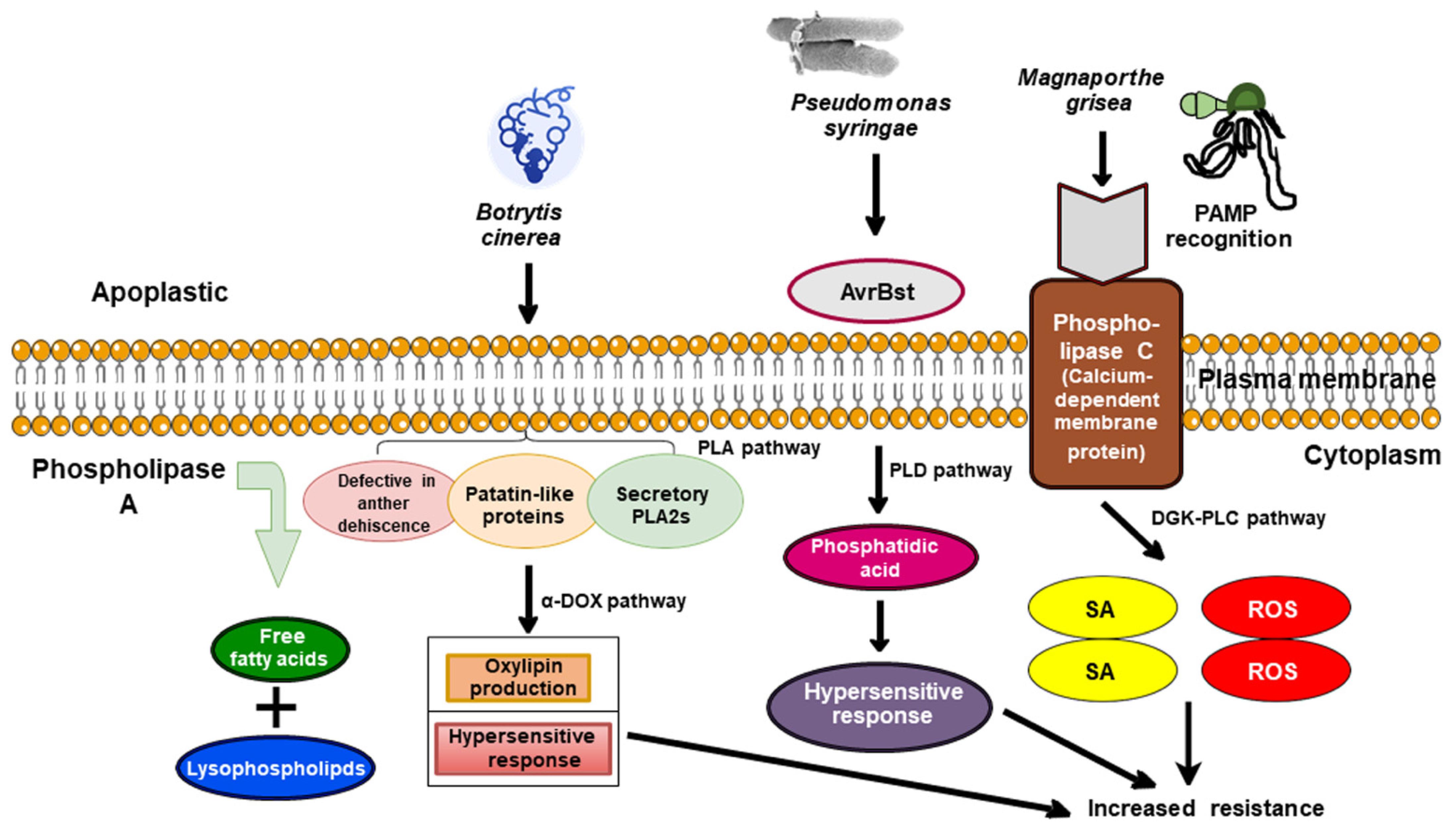 Plants 10 01098 g003