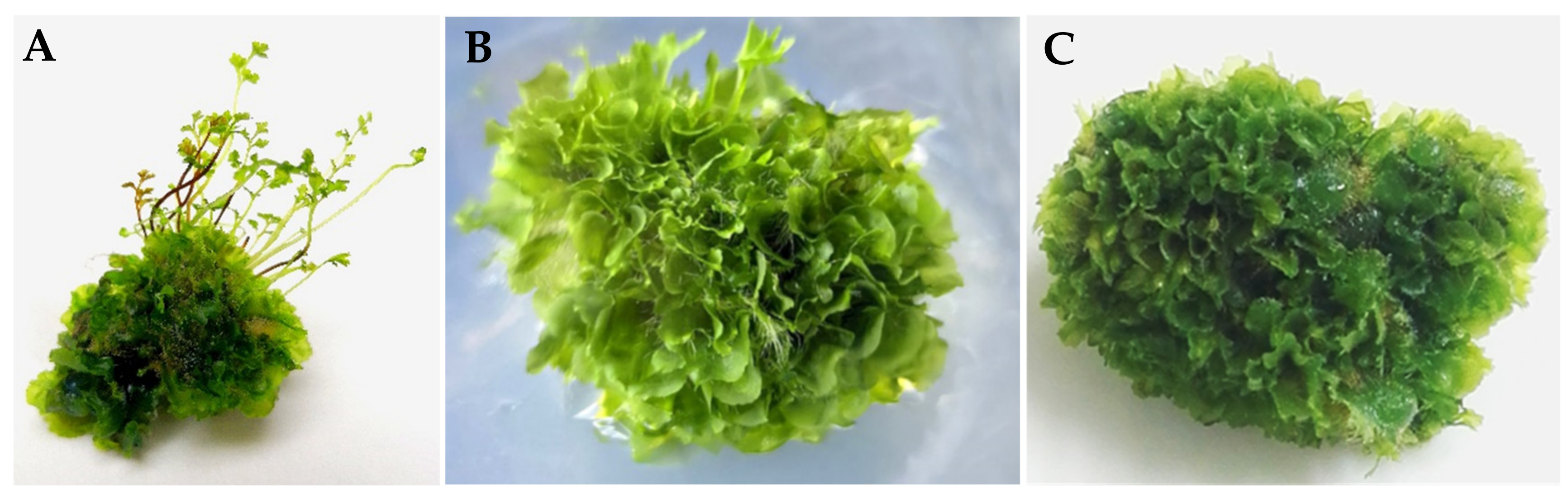 Plants 10 01112 g003