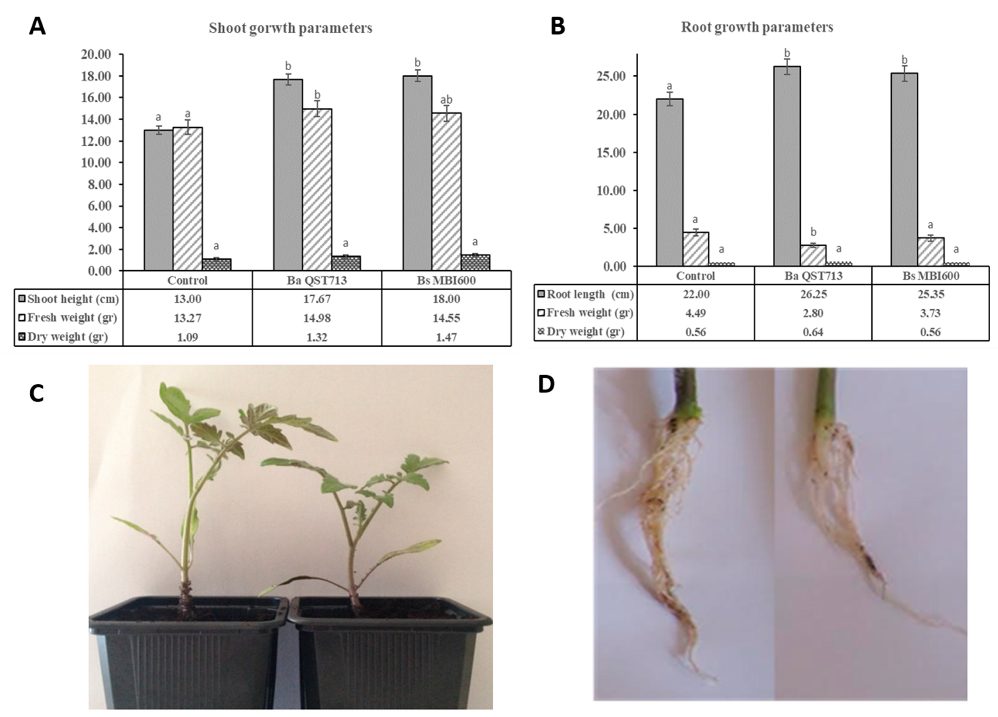 Bacillus amyloliquefaciens MBI600 differentially induces tomato