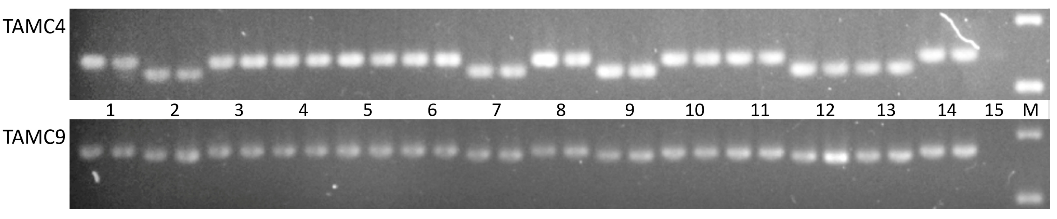 Plants 10 01120 g004 Plants 10 01120 g004