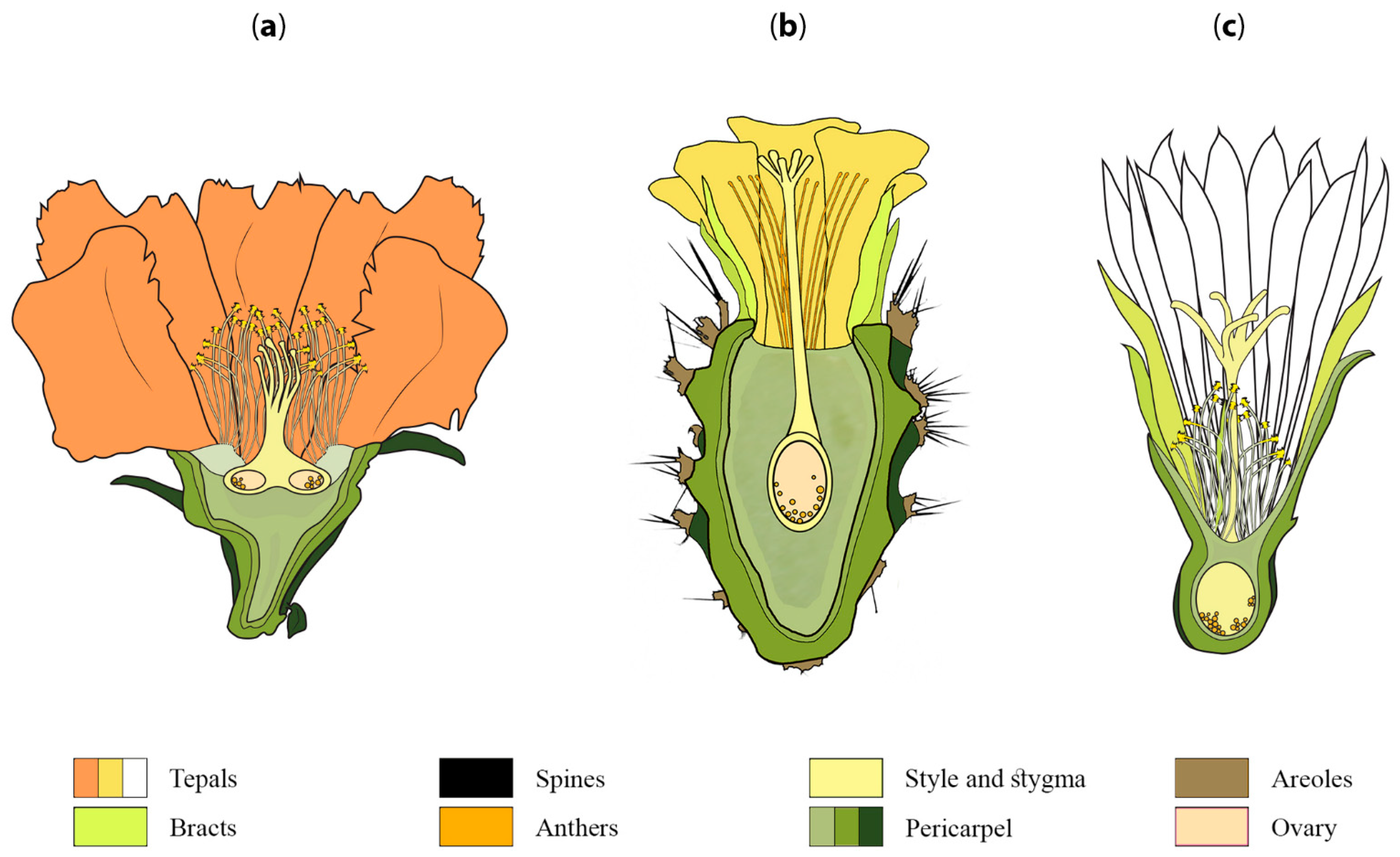Plants 10 01134 g002