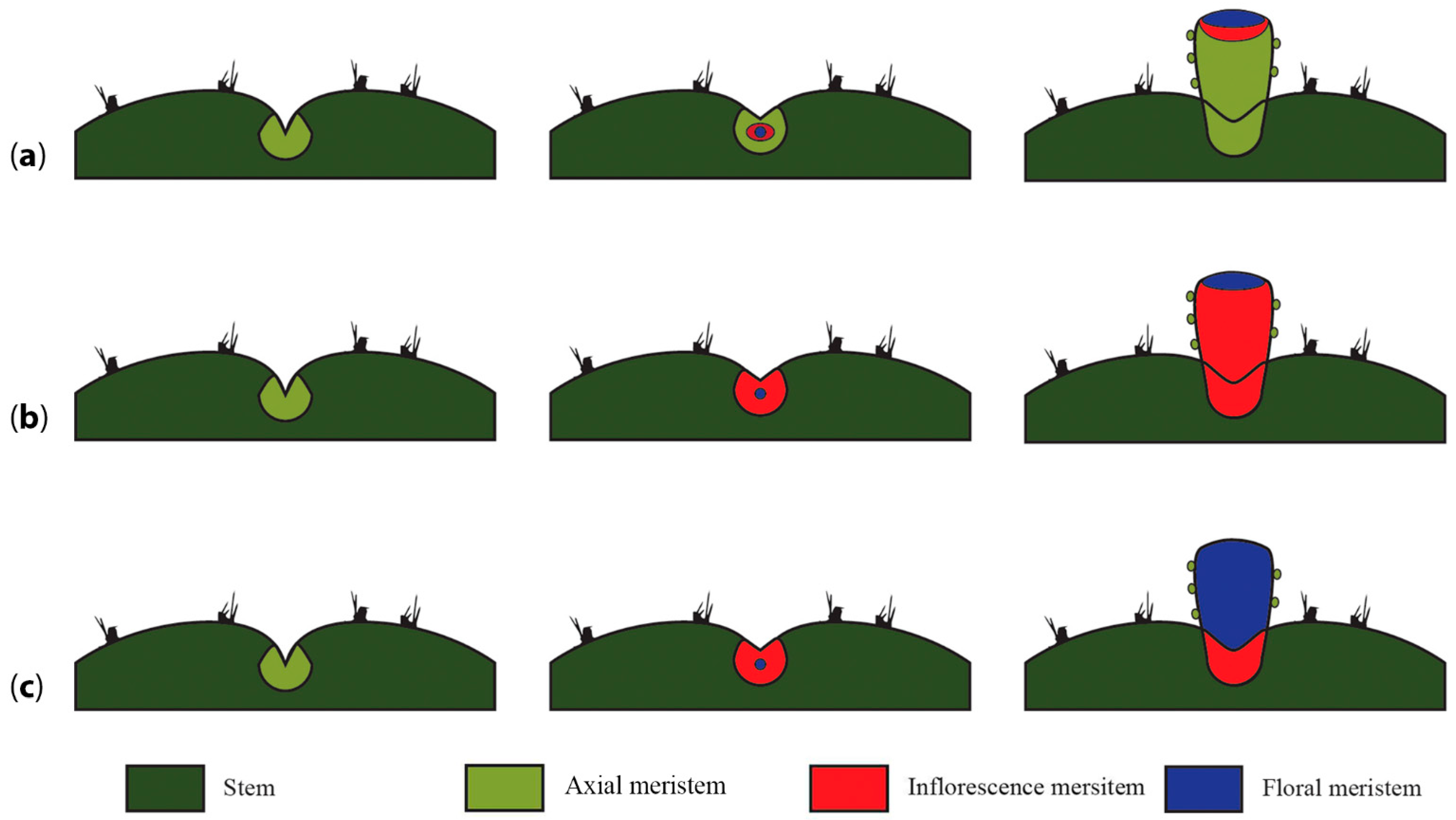 Plants 10 01134 g006