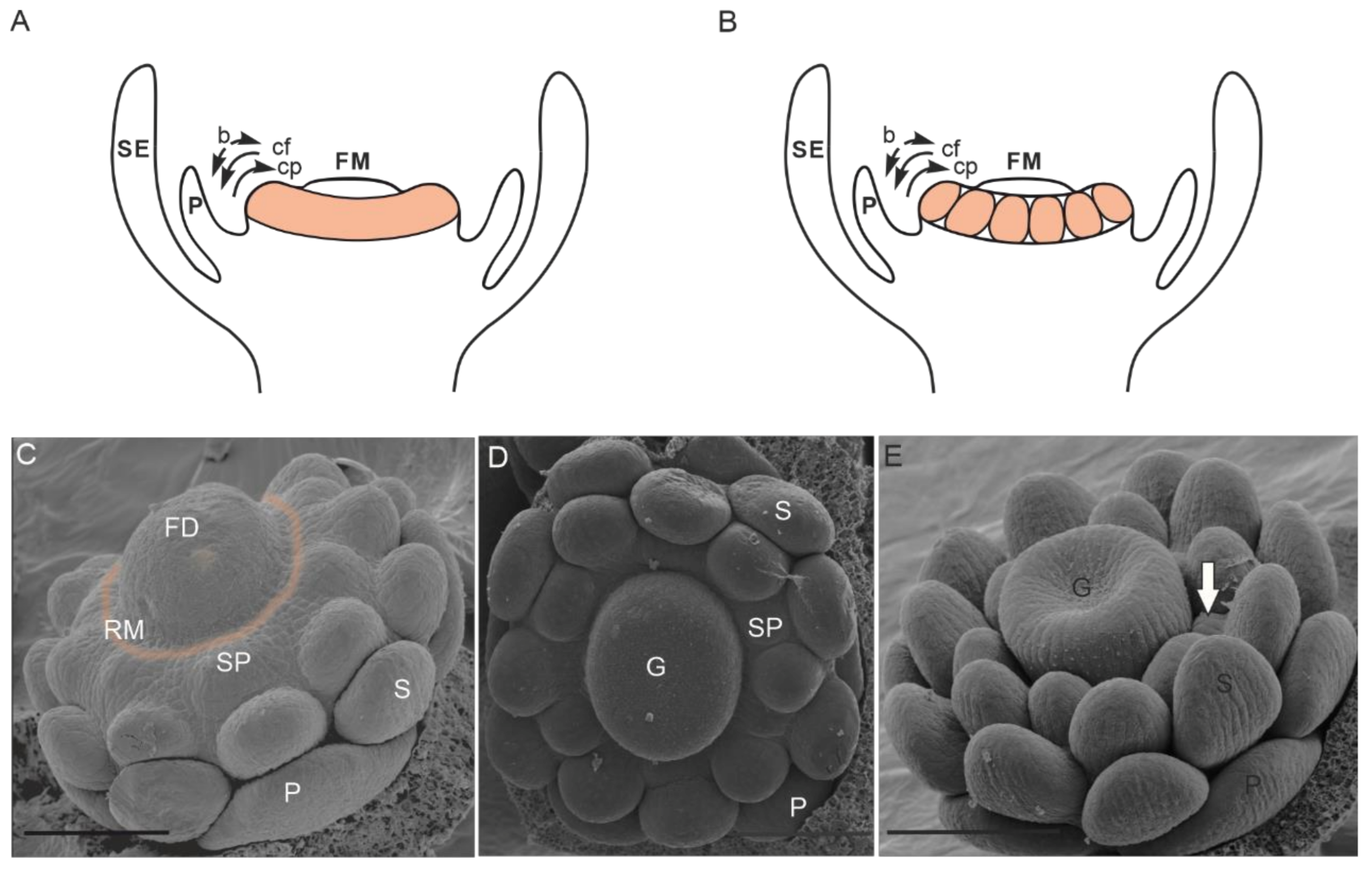 Plants 10 01140 g001 Plants 10 01140 g001