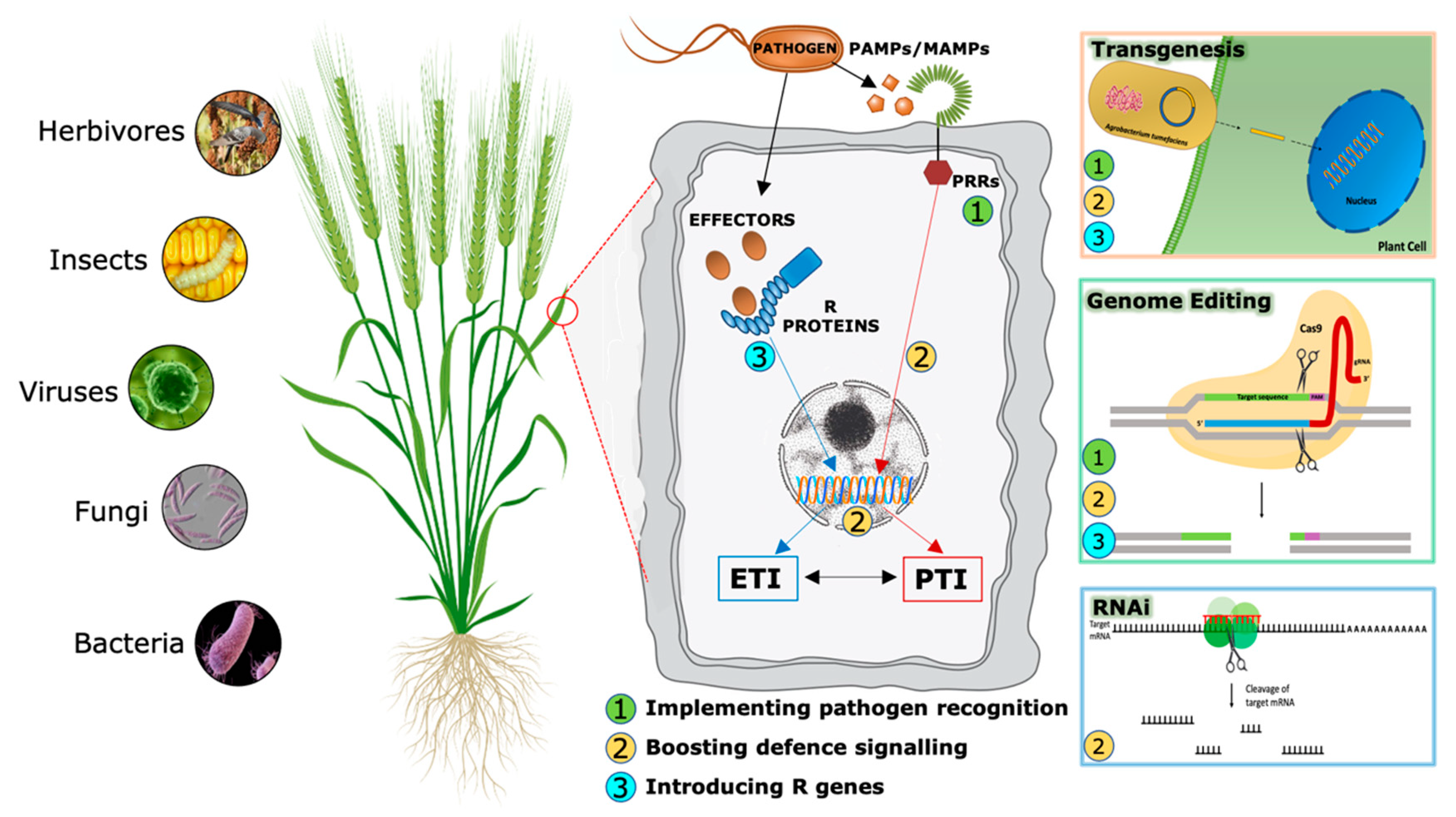 Plants 10 01146 g002 Plants 10 01146 g002