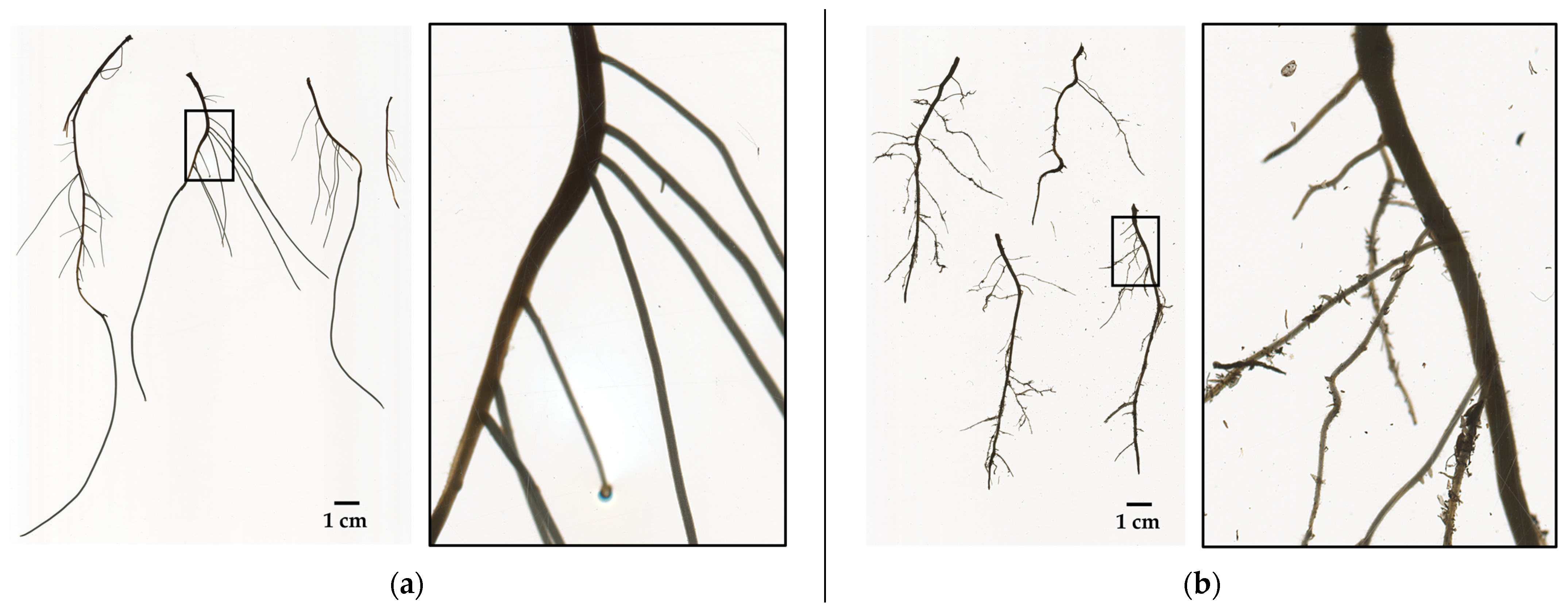 Plants 10 01151 g008 Plants 10 01151 g008