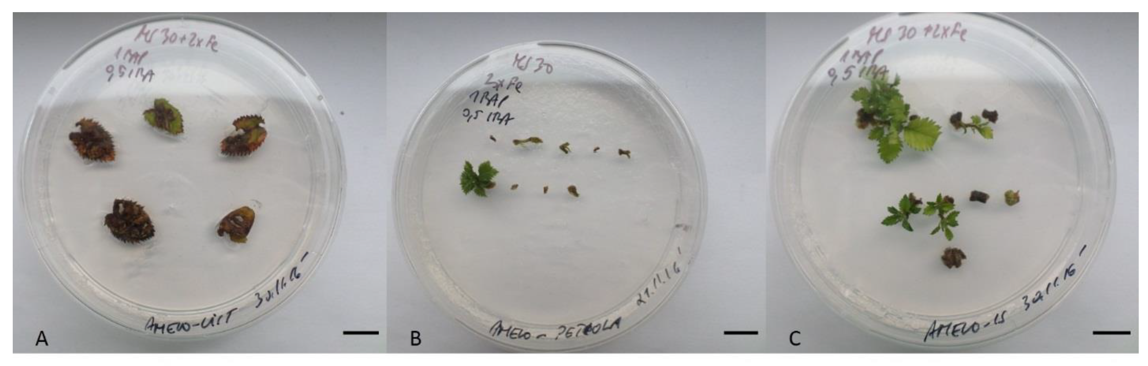 Plants 10 01155 g001