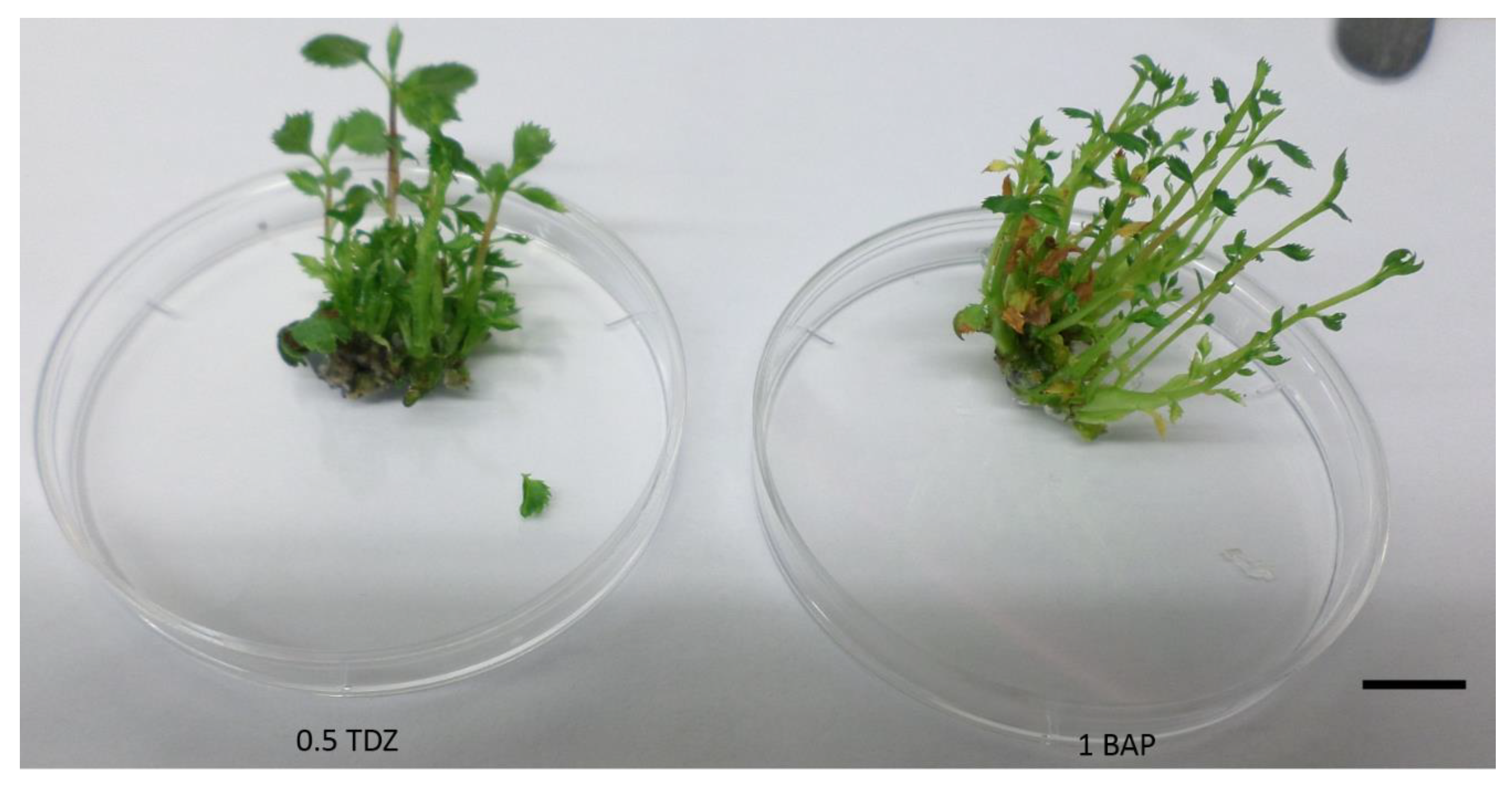 Plants 10 01155 g002