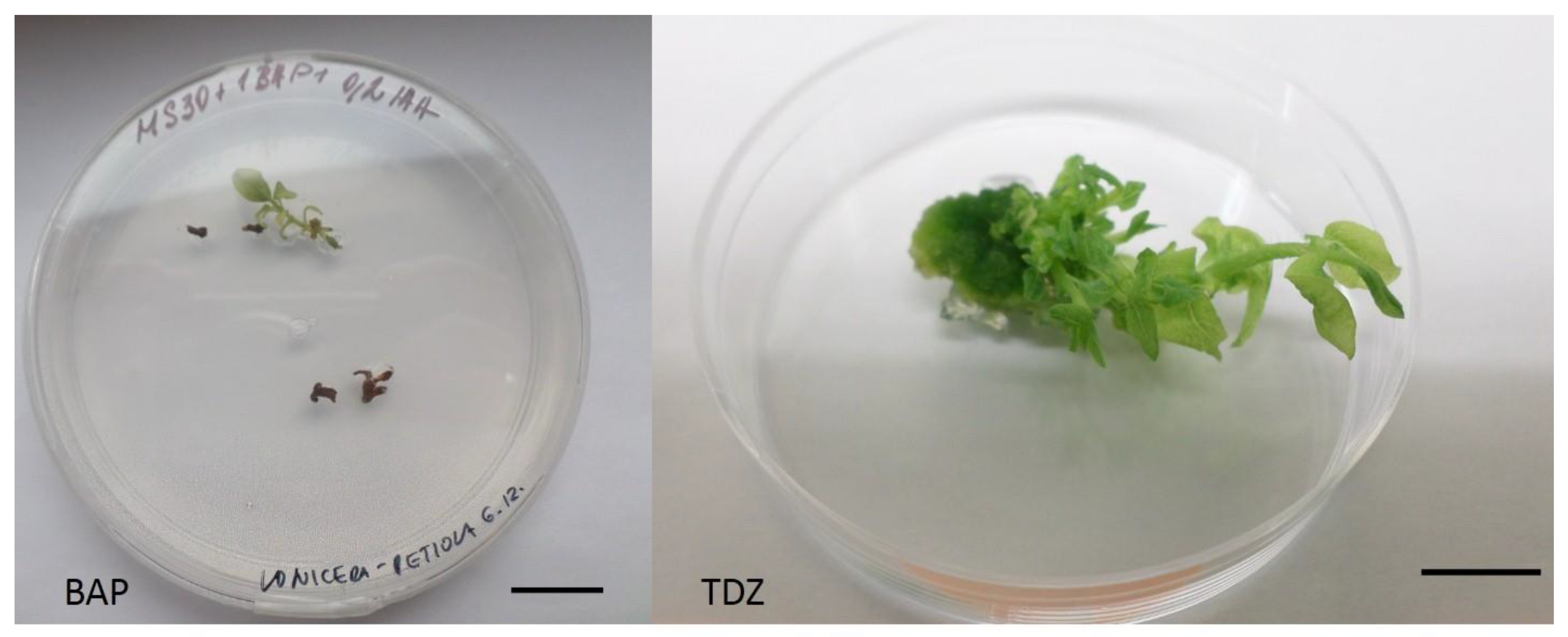 Plants 10 01155 g003