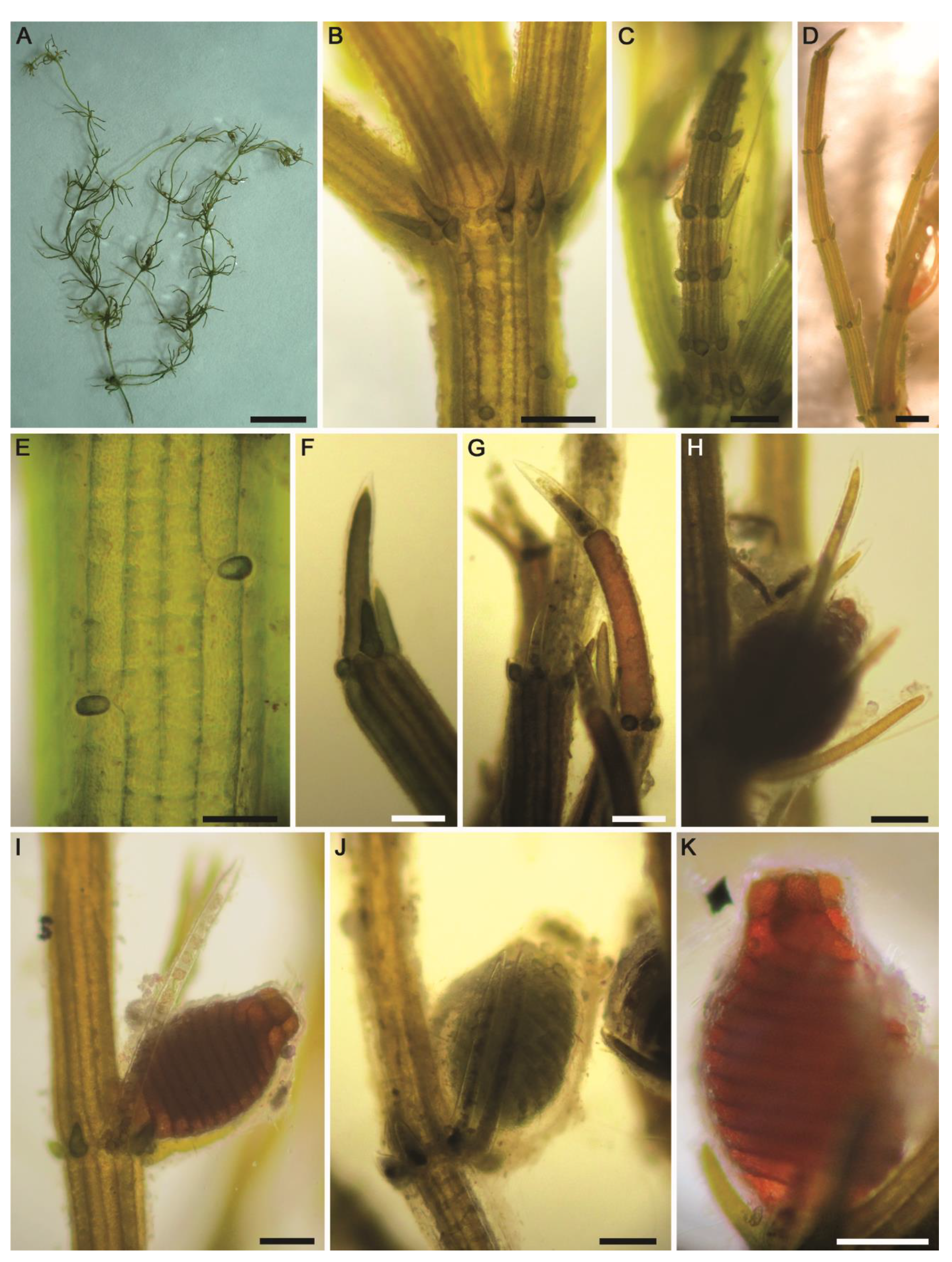 Plants 10 01157 g005 Plants 10 01157 g005