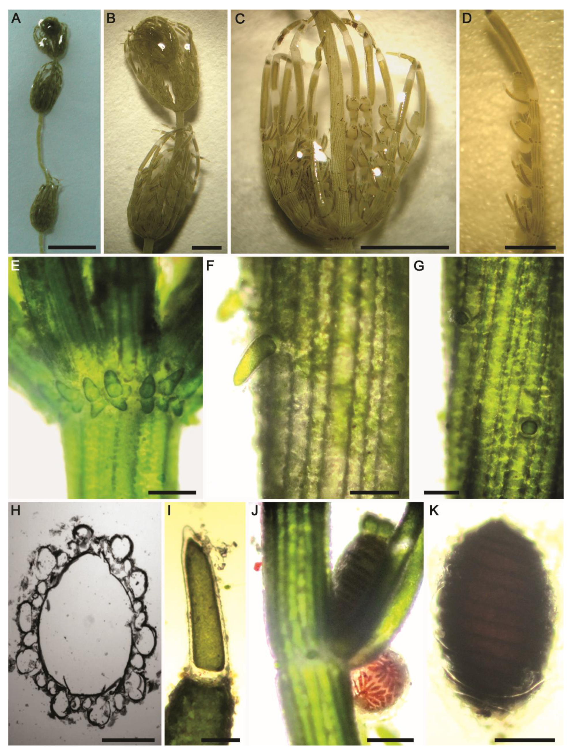 Plants 10 01157 g006 Plants 10 01157 g006