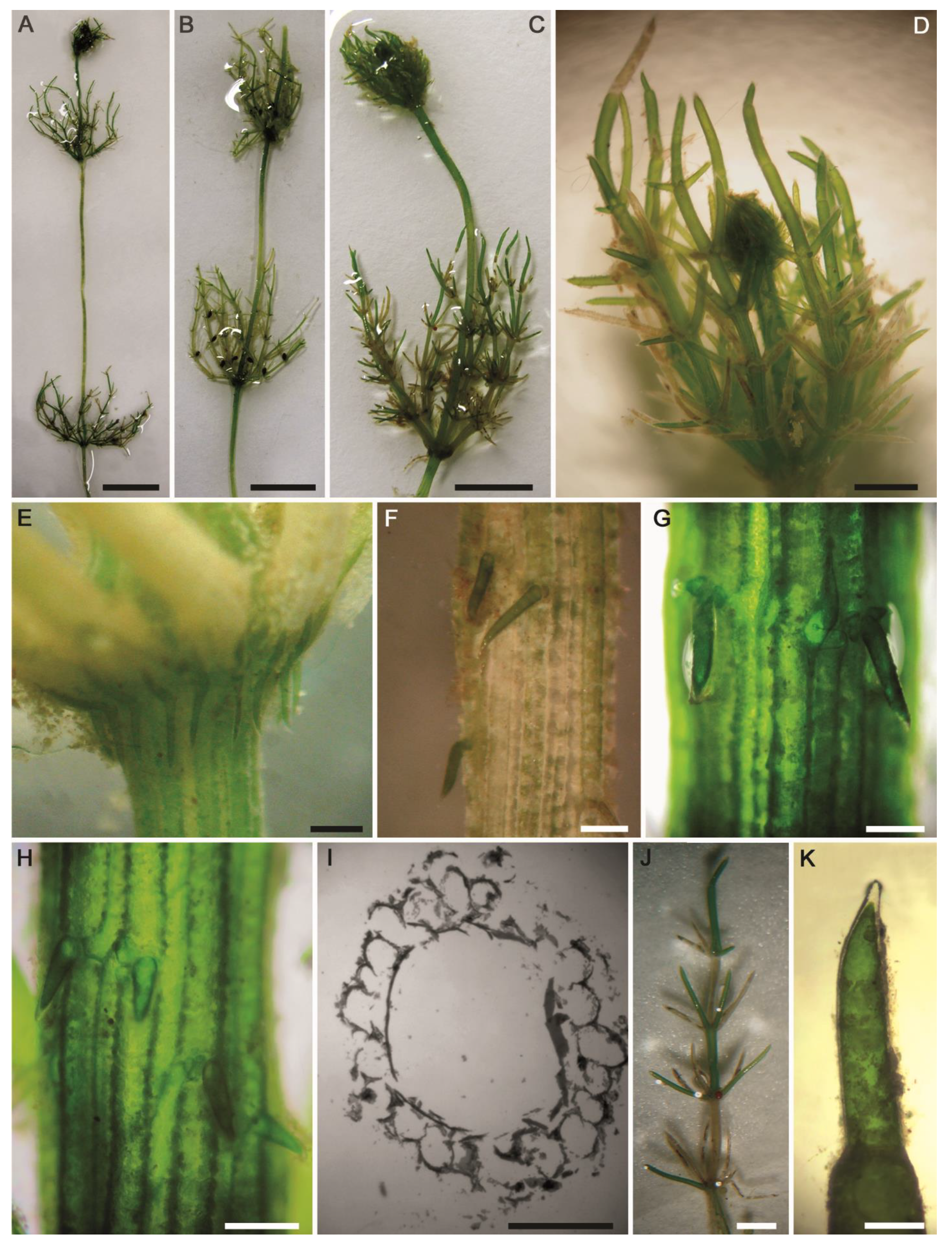 Plants 10 01157 g008 Plants 10 01157 g008