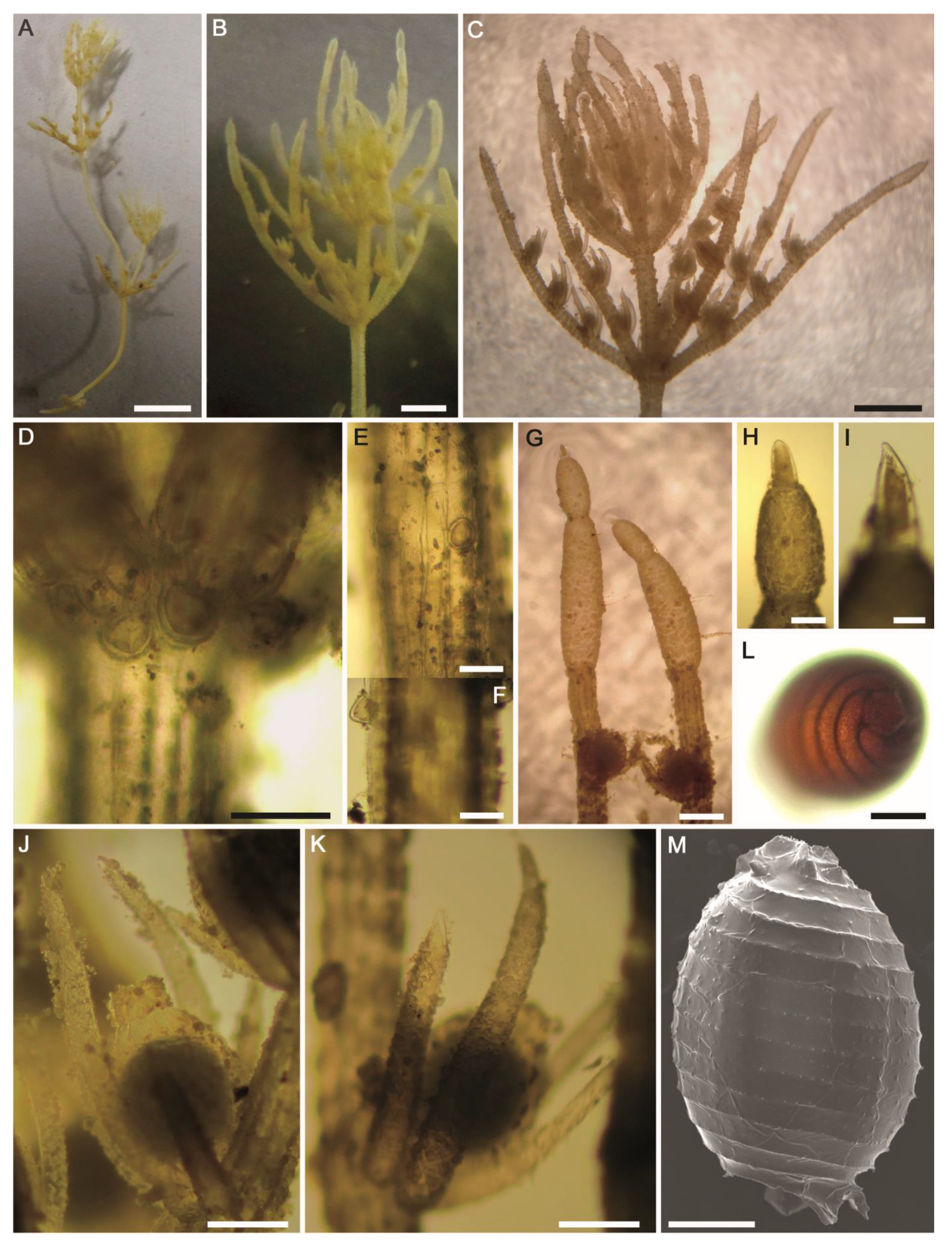 Plants 10 01157 g010 Plants 10 01157 g010