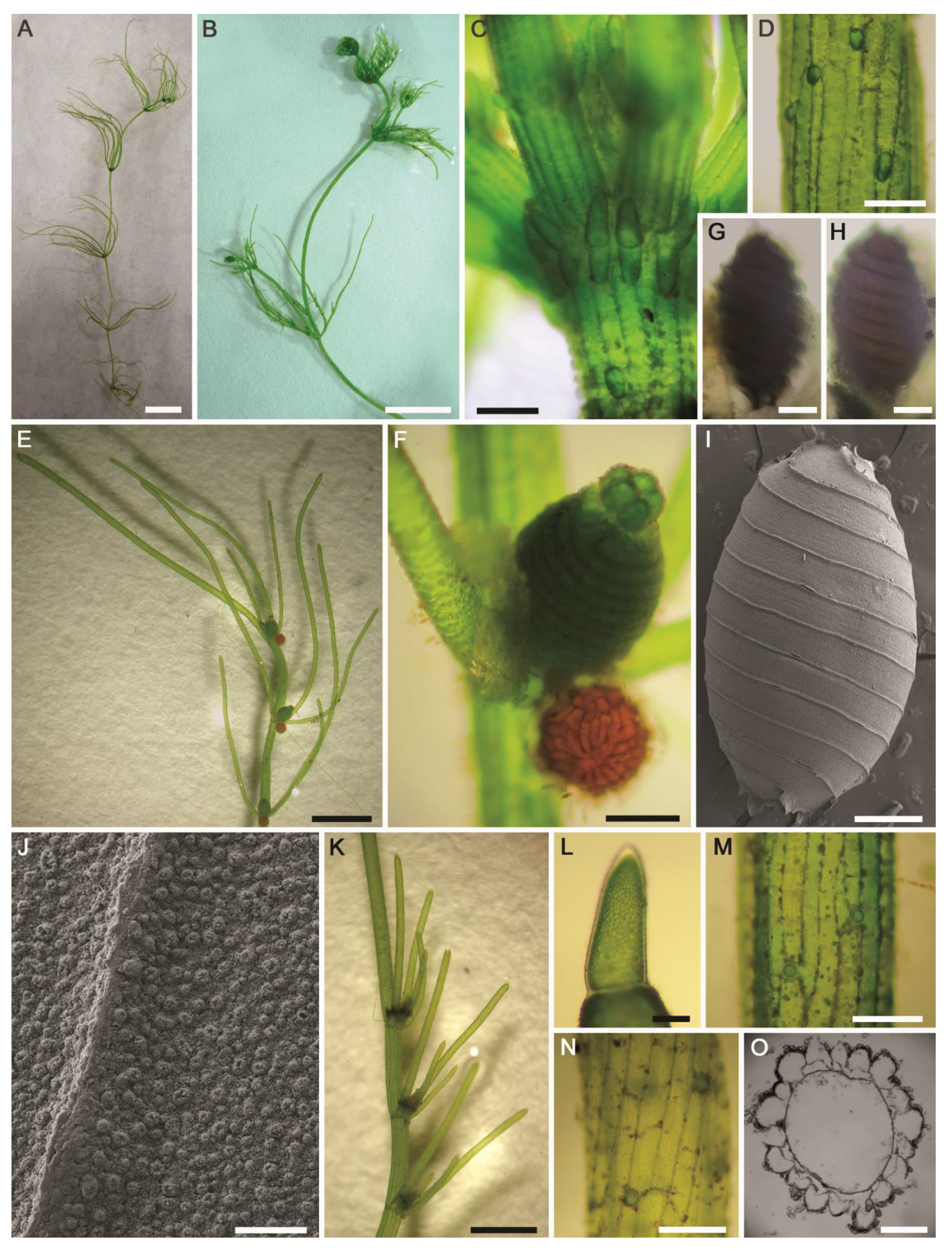 Plants 10 01157 g011 Plants 10 01157 g011