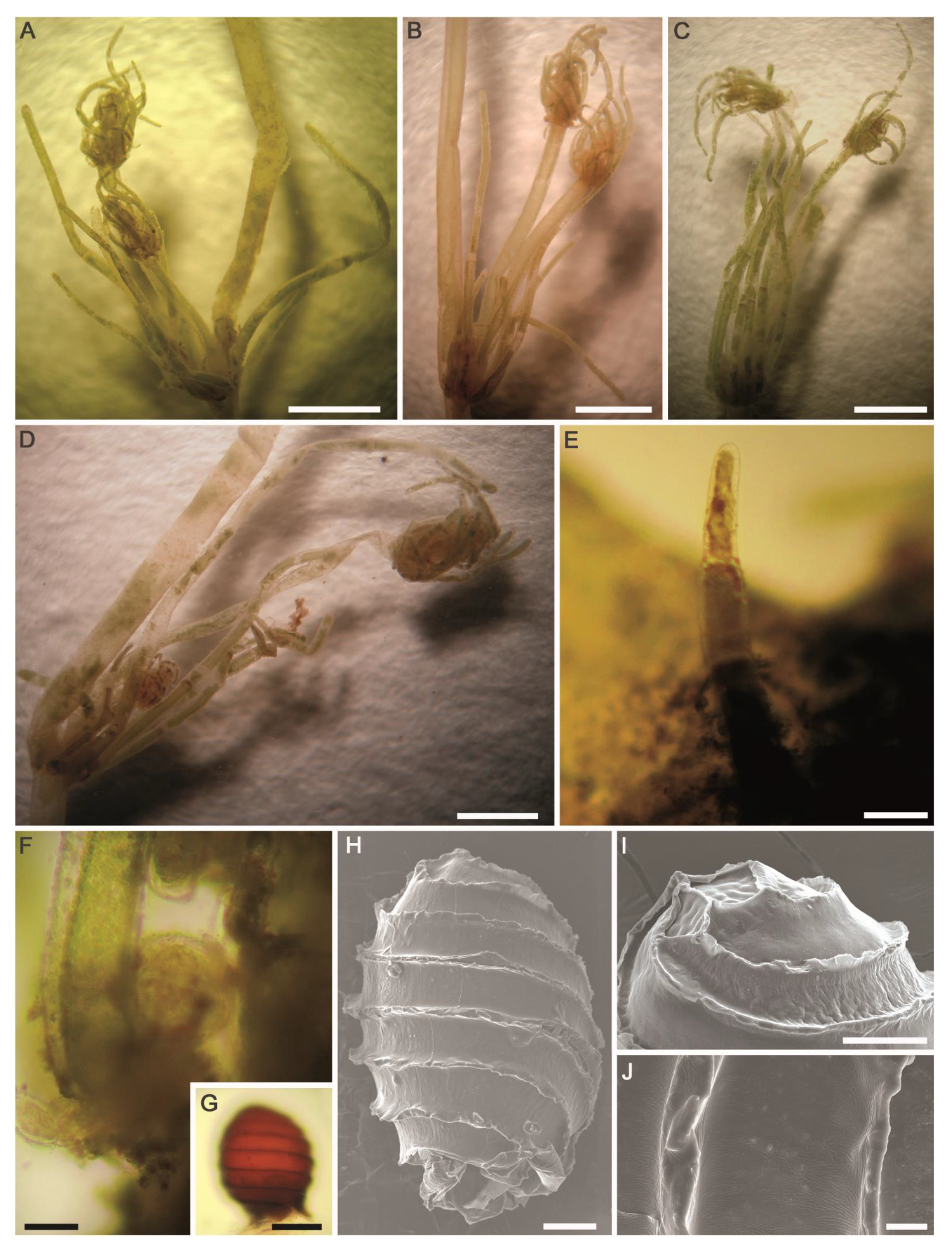 Plants 10 01157 g013 Plants 10 01157 g013