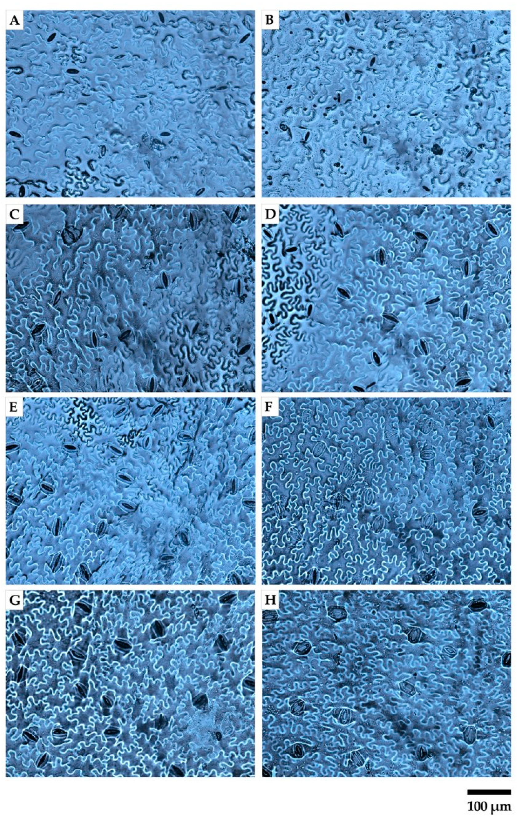 Plants 10 01179 g002 Plants 10 01179 g002