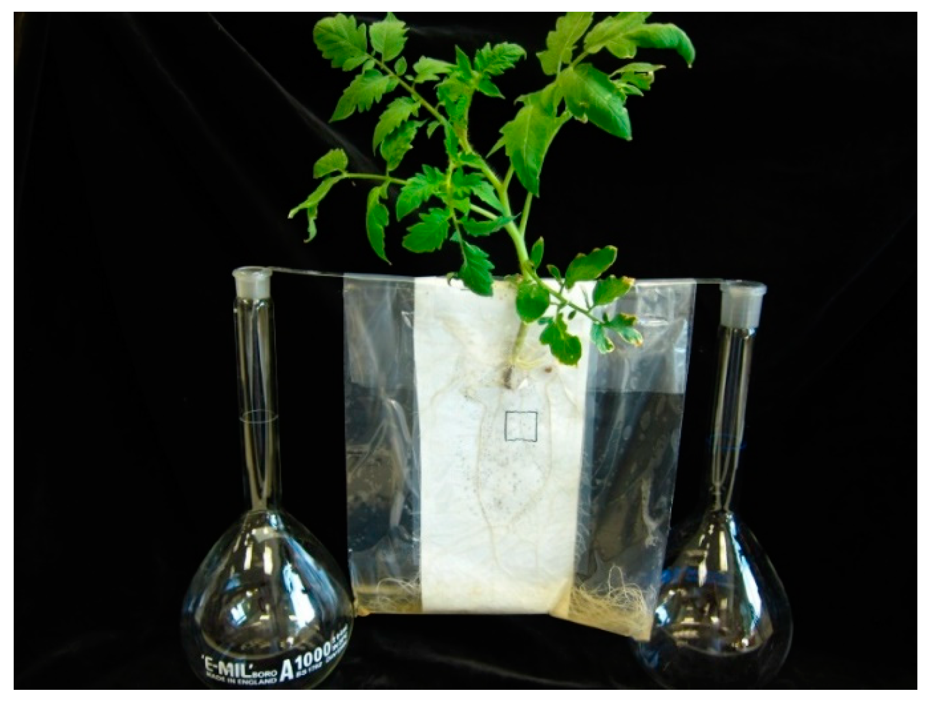 Plants 10 01182 g001