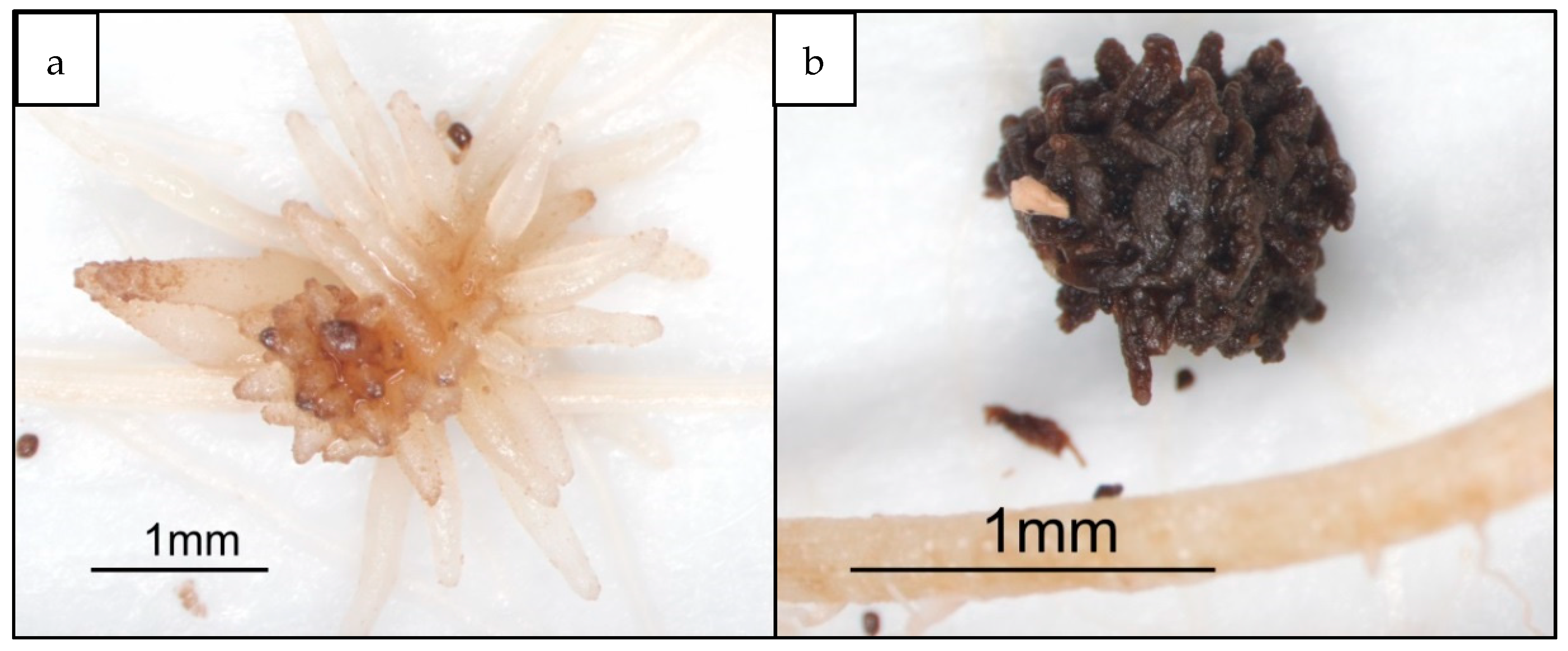 Plants 10 01182 g002