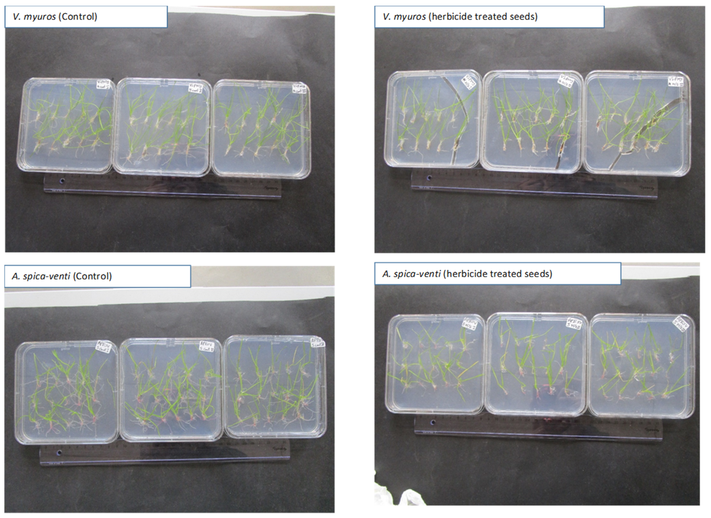 Plants 10 01186 g007 Plants 10 01186 g007