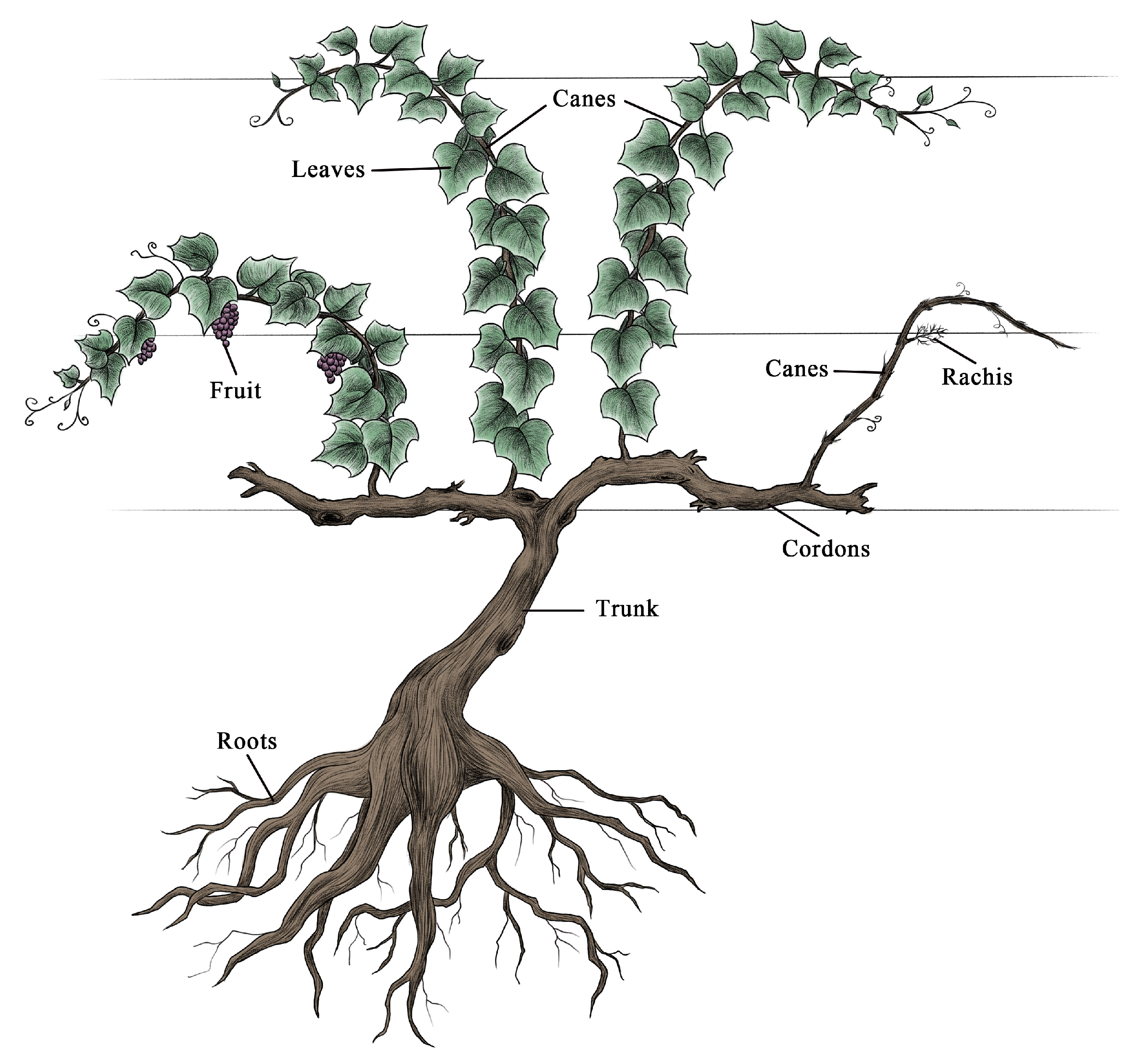 Plants 10 01199 g006 Plants 10 01199 g006