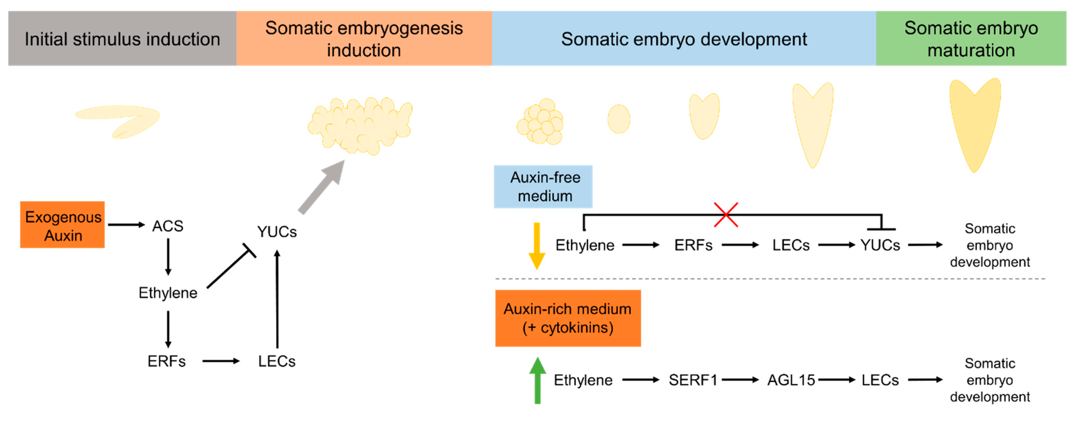 Plants 10 01208 g003 Plants 10 01208 g003