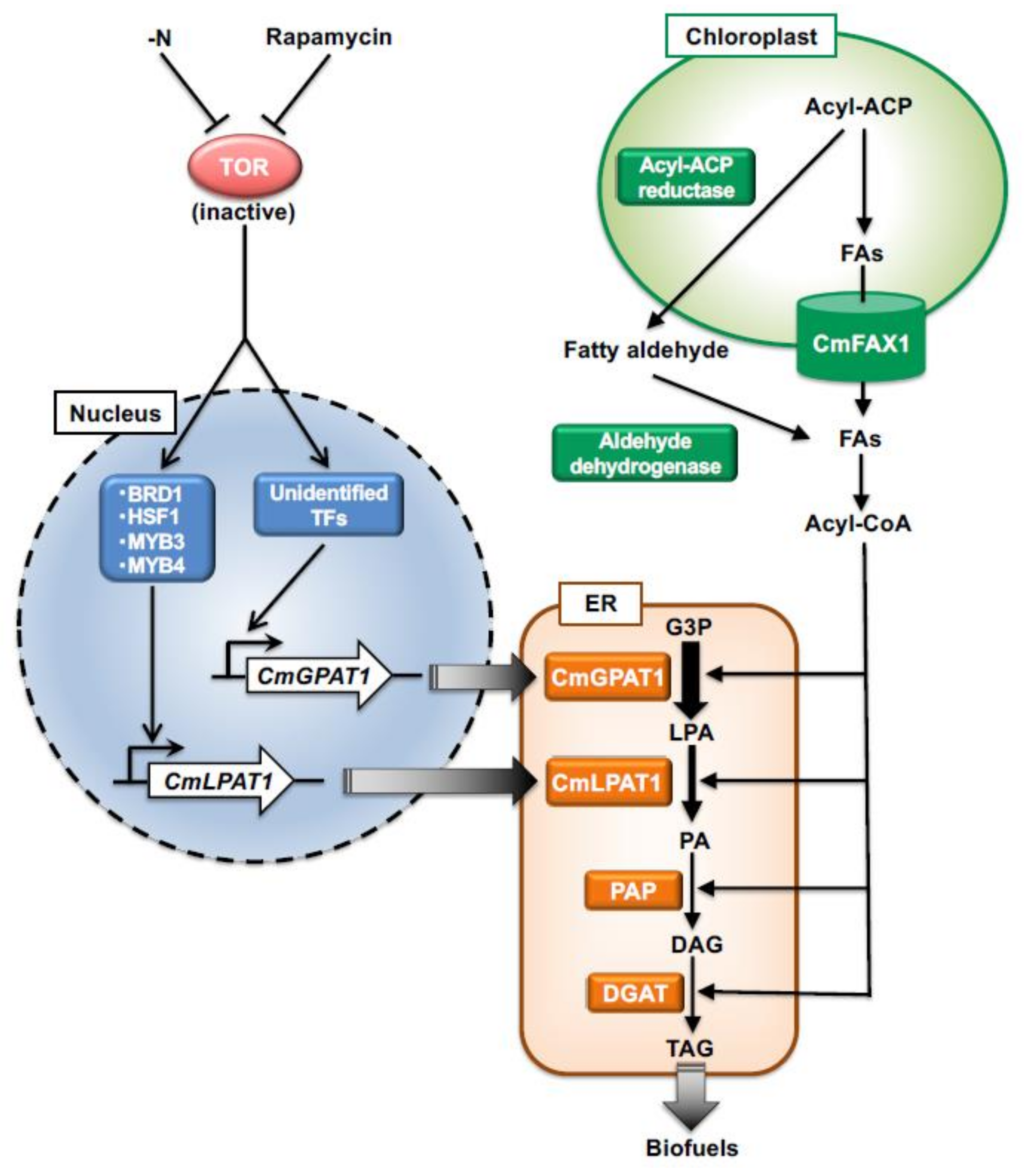 Plants 10 01218 g001 Plants 10 01218 g001