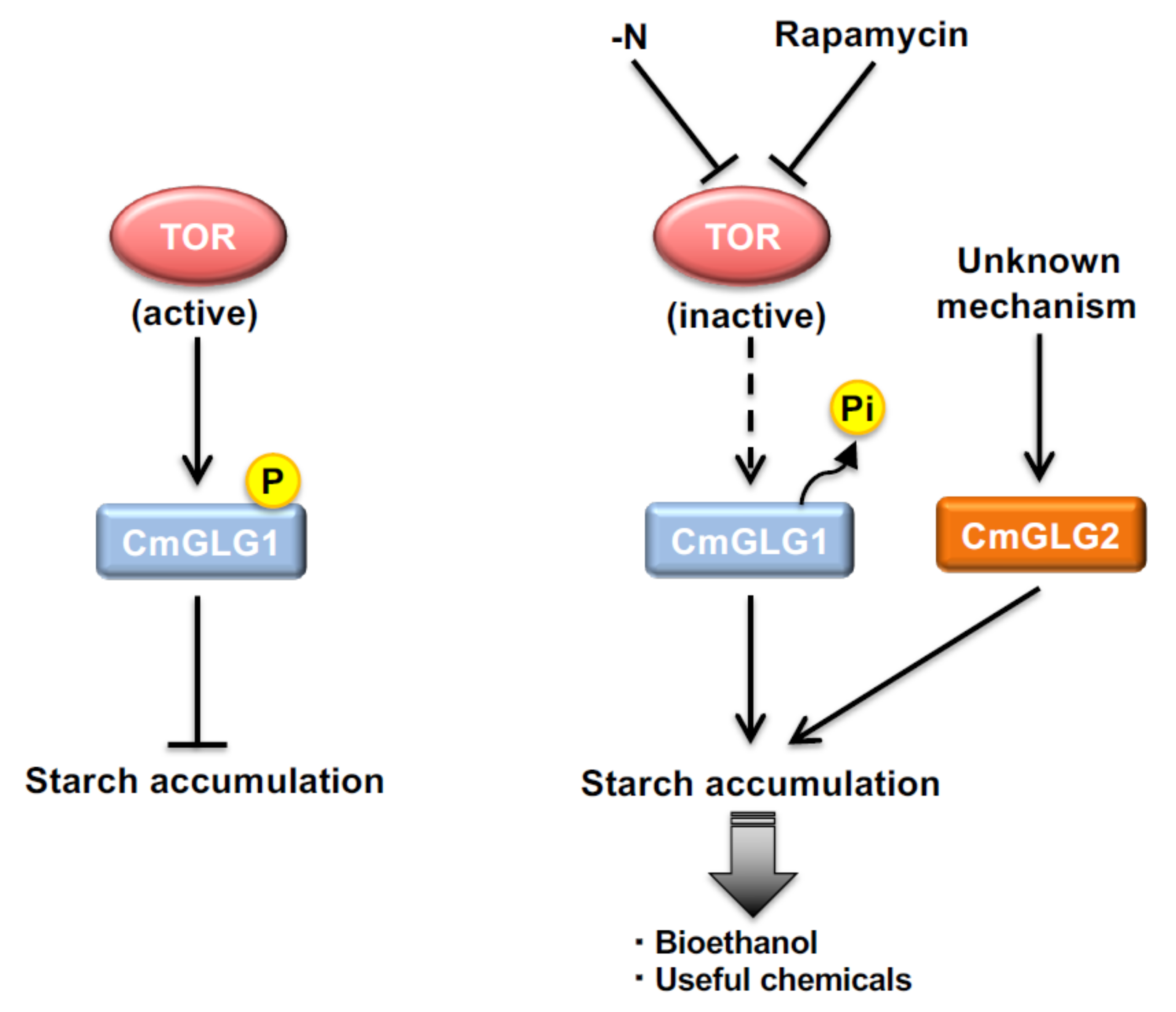 Plants 10 01218 g002 Plants 10 01218 g002