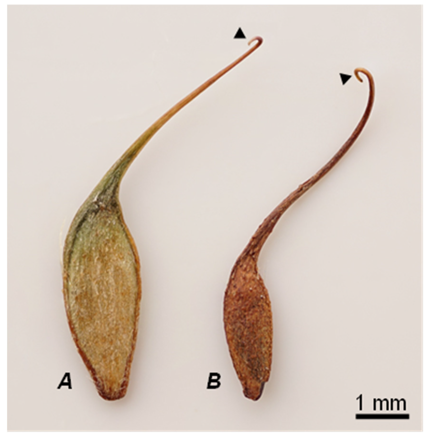 Plants 10 01219 g001 Plants 10 01219 g001