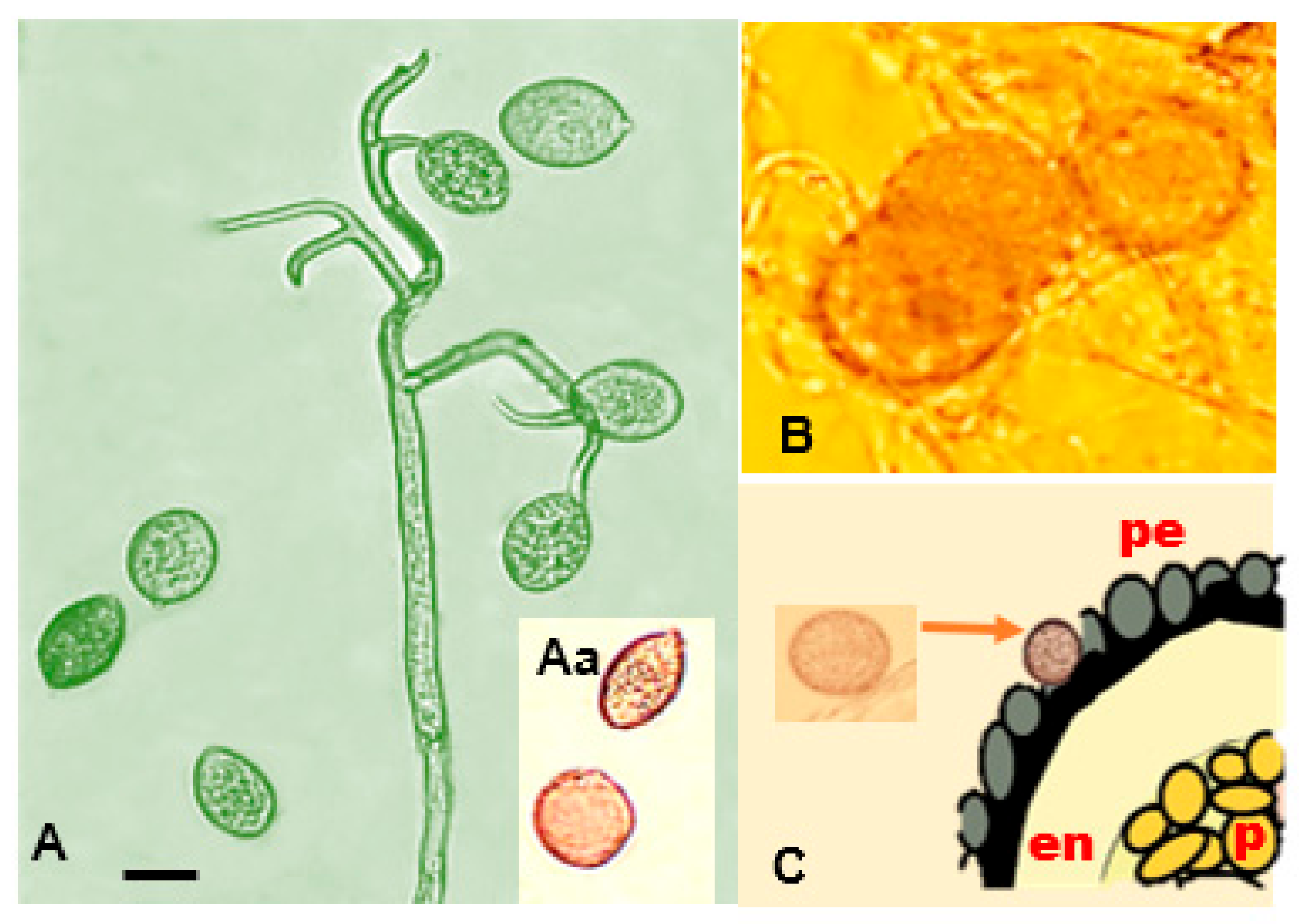 Plants 10 01228 g005 Plants 10 01228 g005