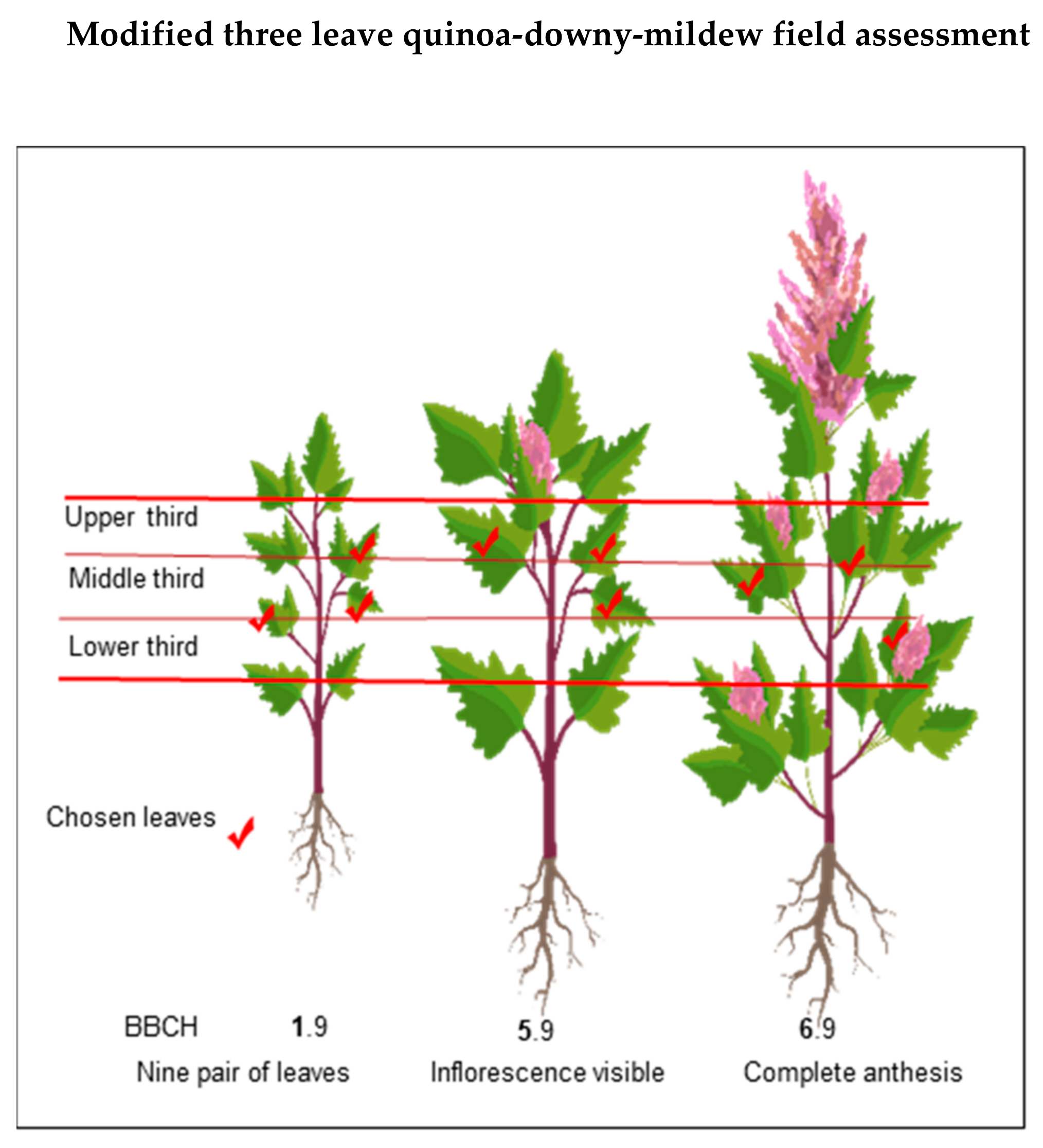 Plants | Free Full-Text | A Review of Chenopodium quinoa (Willd.)  Diseases—An Updated Perspective