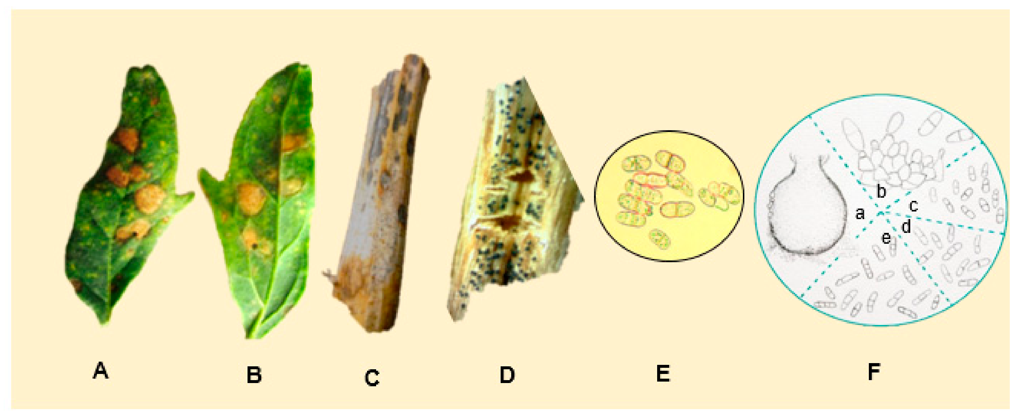 Plants 10 01228 g013 Plants 10 01228 g013