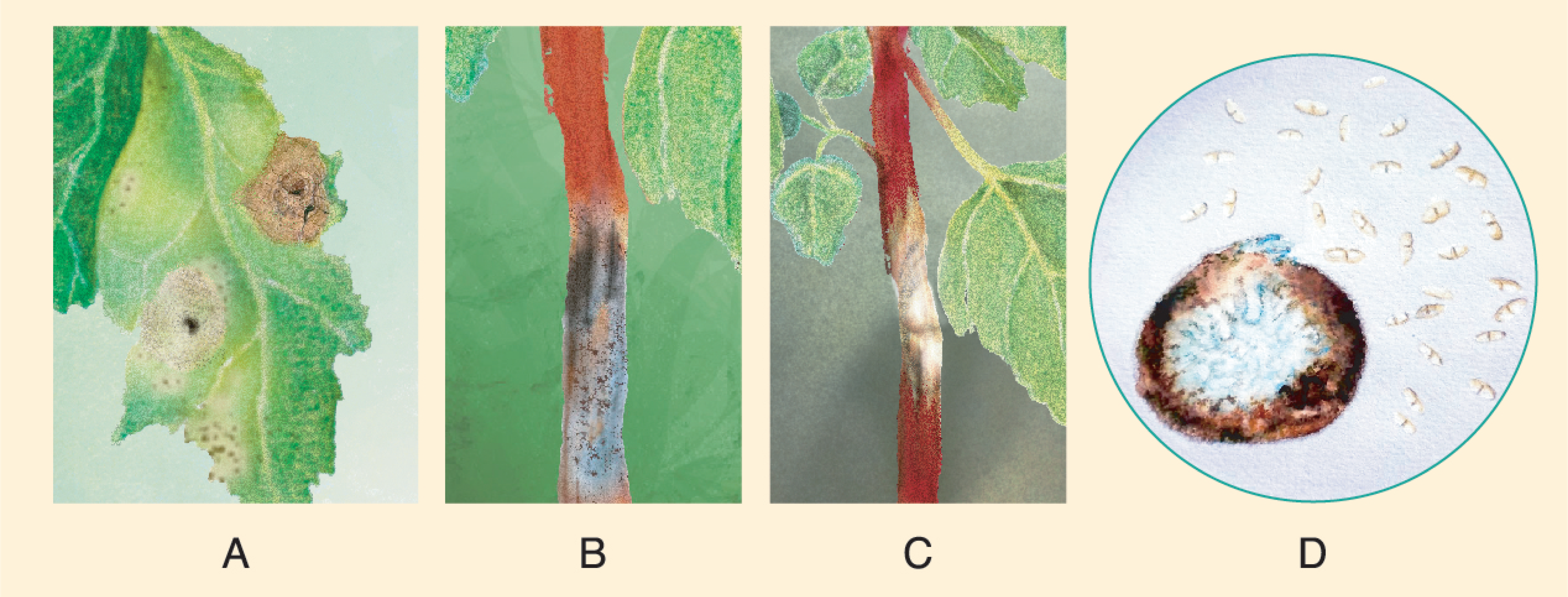Plants 10 01228 g014 Plants 10 01228 g014