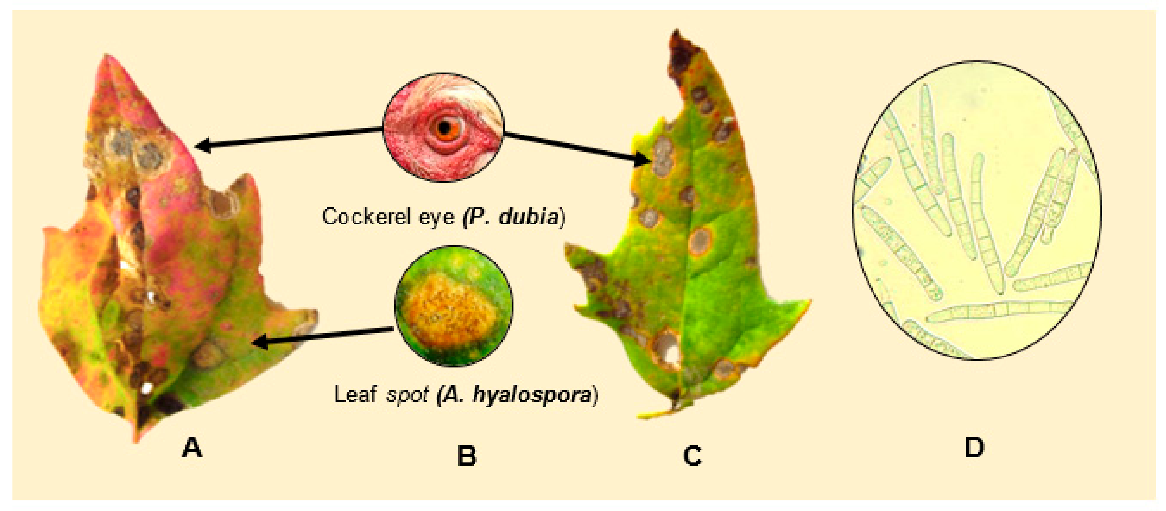 Plants 10 01228 g015 Plants 10 01228 g015