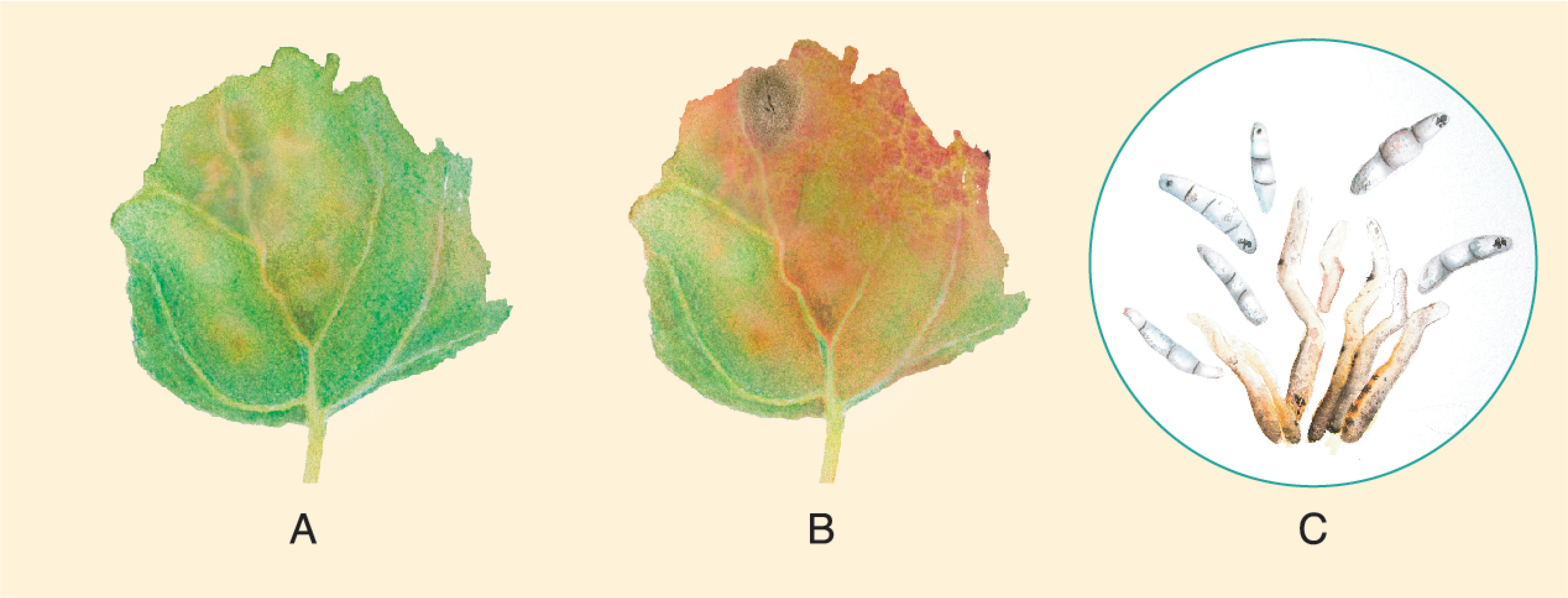 Plants 10 01228 g016 Plants 10 01228 g016