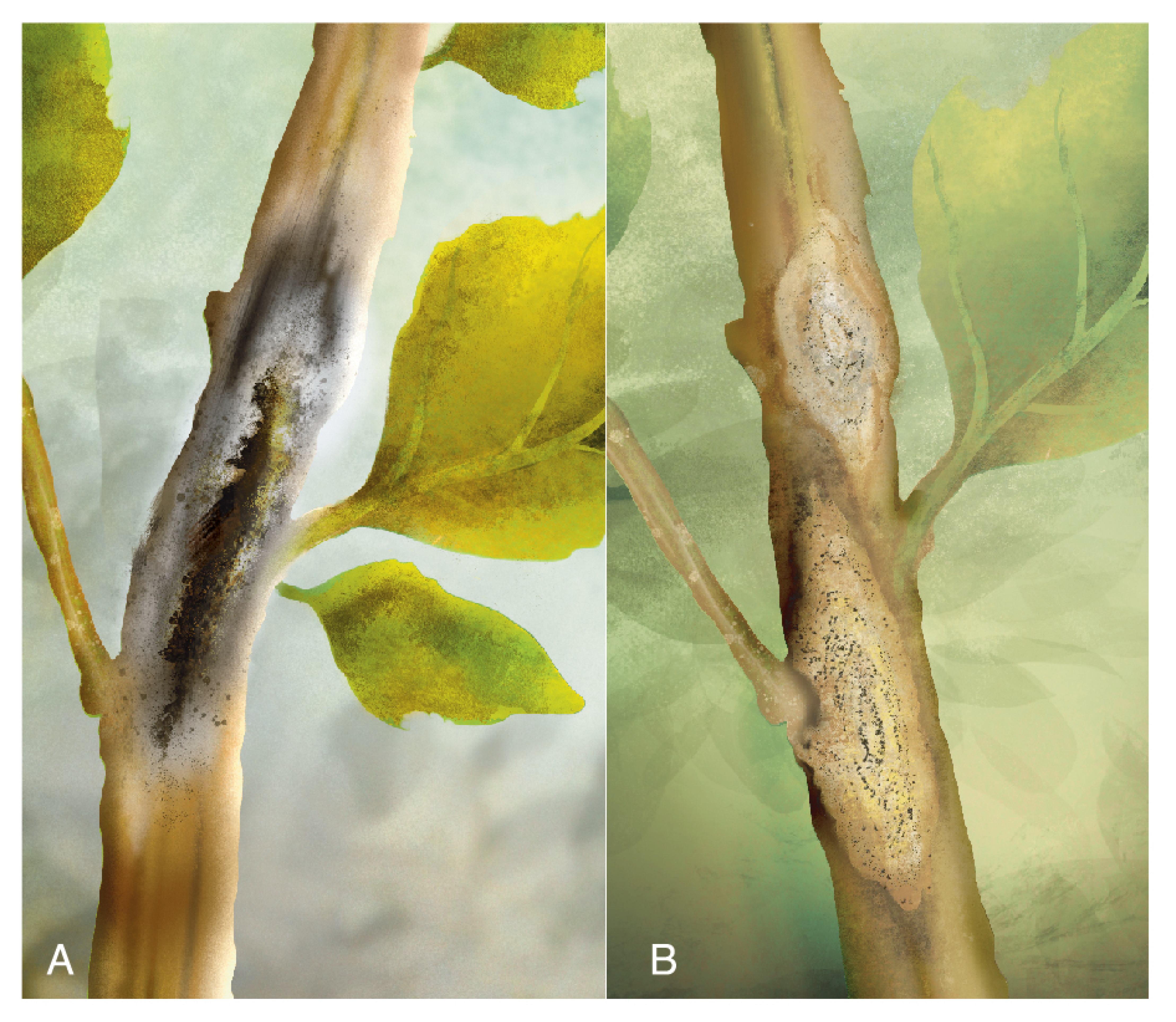 Plants 10 01228 g017 Plants 10 01228 g017