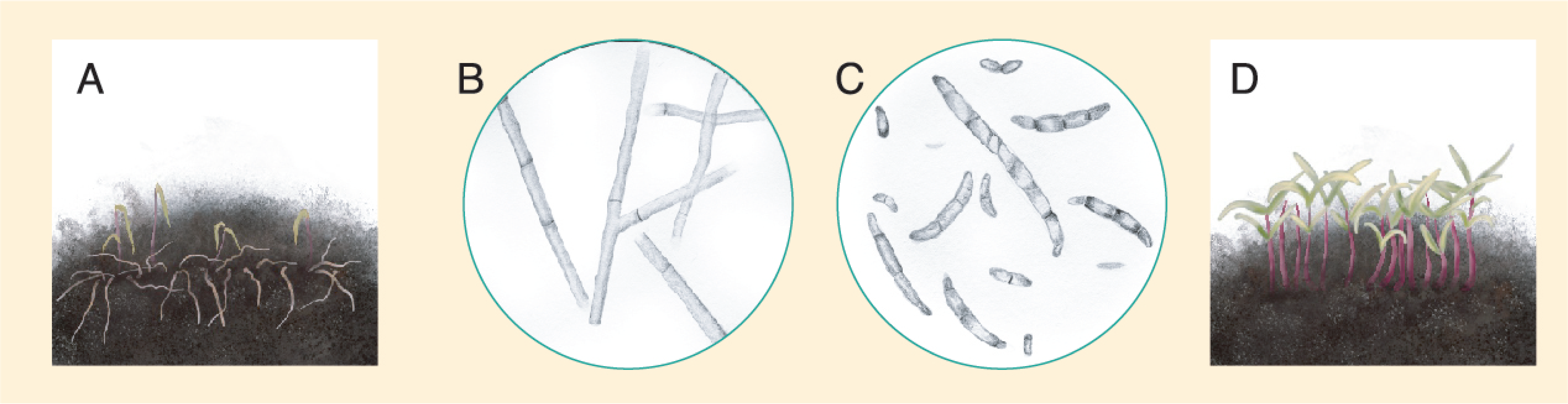 Plants 10 01228 g018 Plants 10 01228 g018