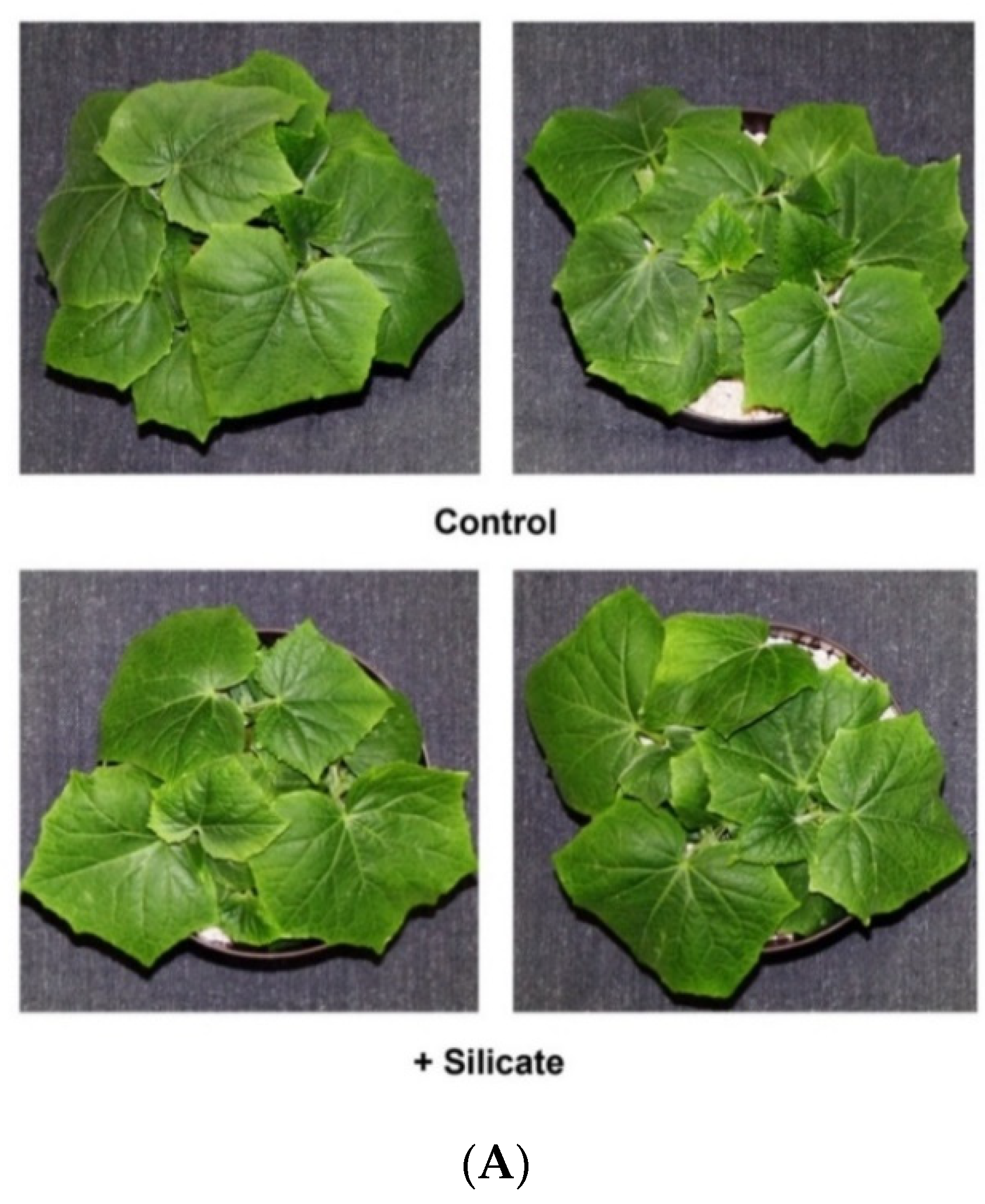 Plants 10 01248 g001a Plants 10 01248 g001a